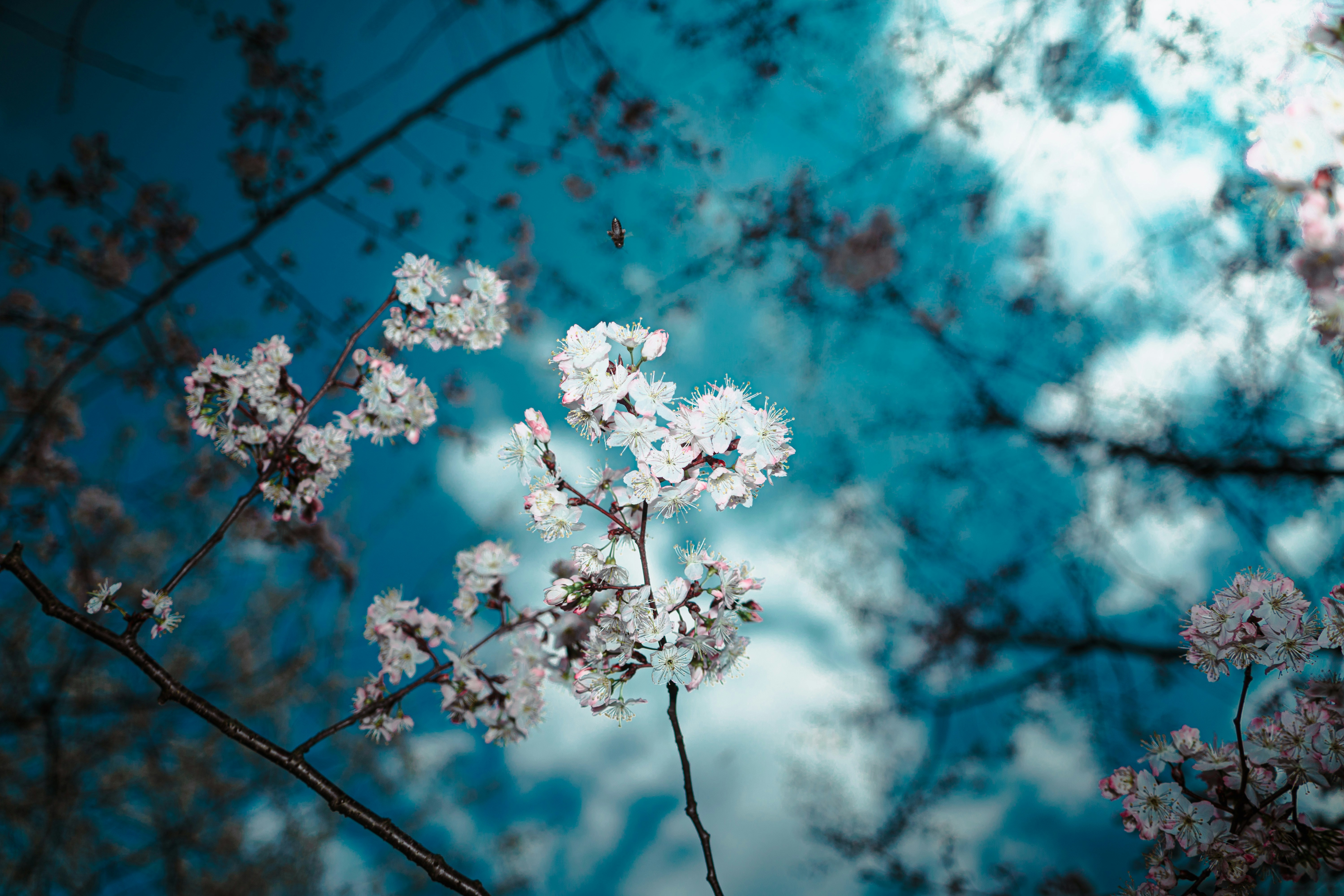 Photo by xiexianghua