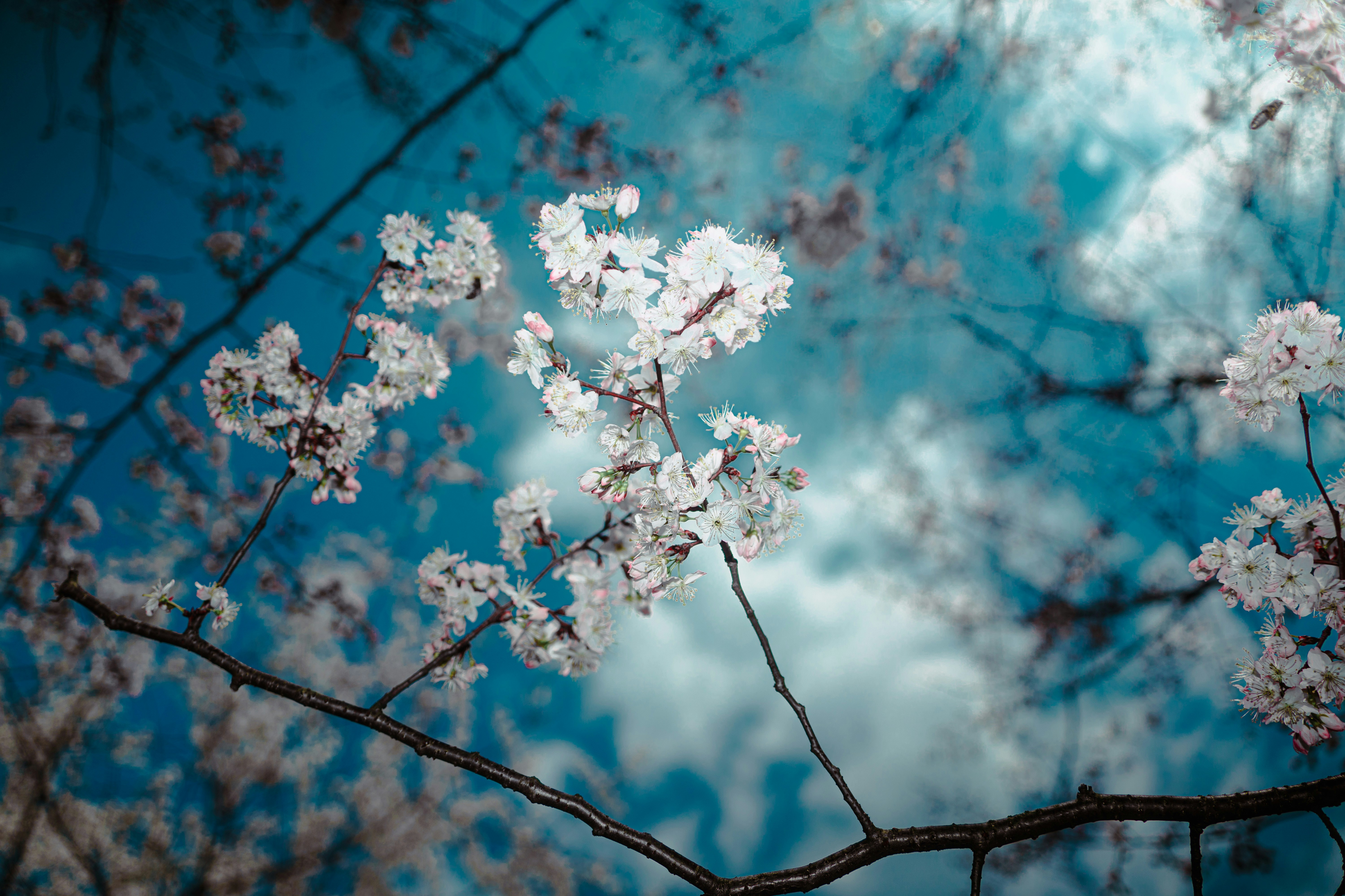 Photo by xiexianghua