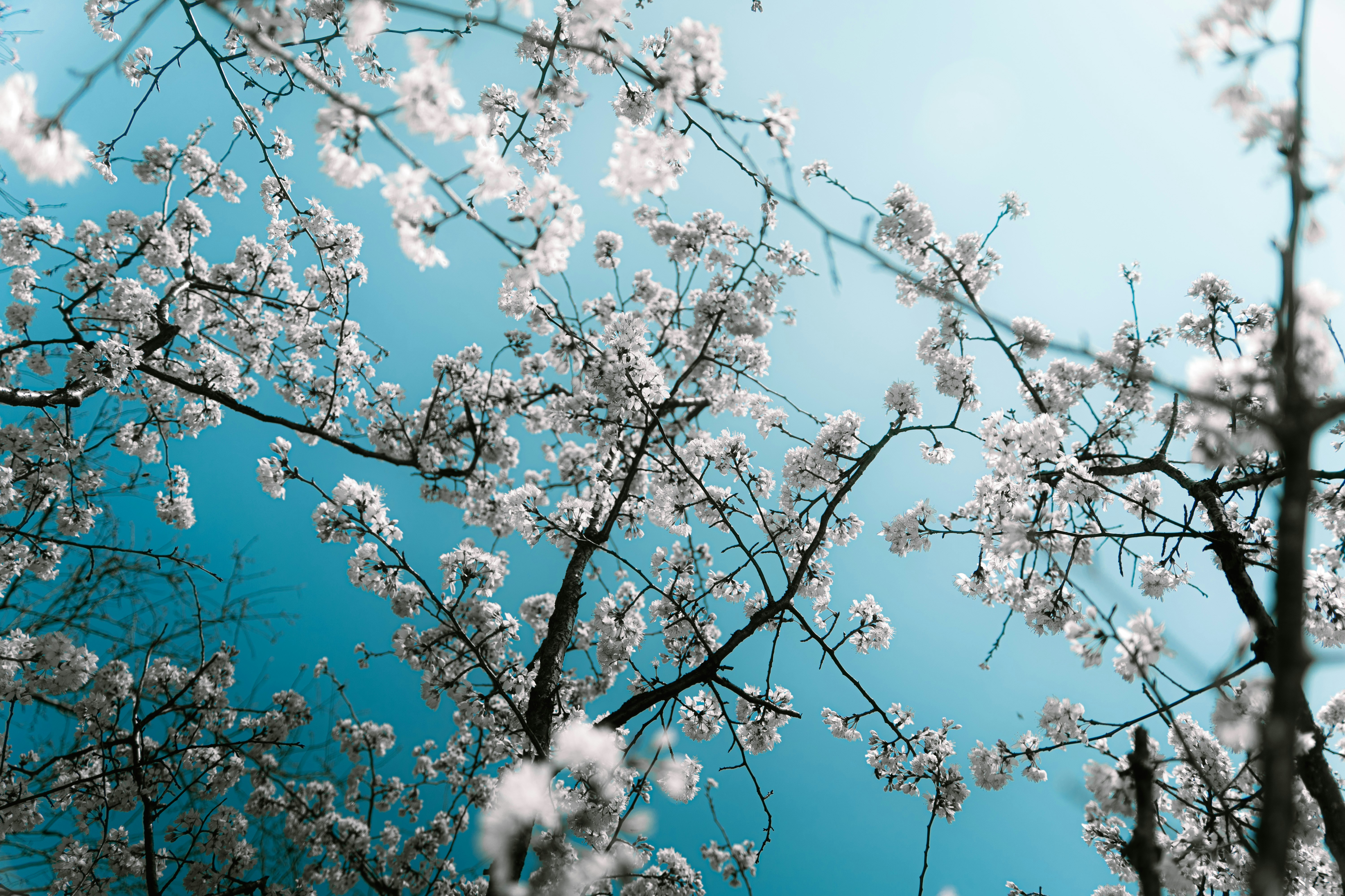 Photo by xiexianghua