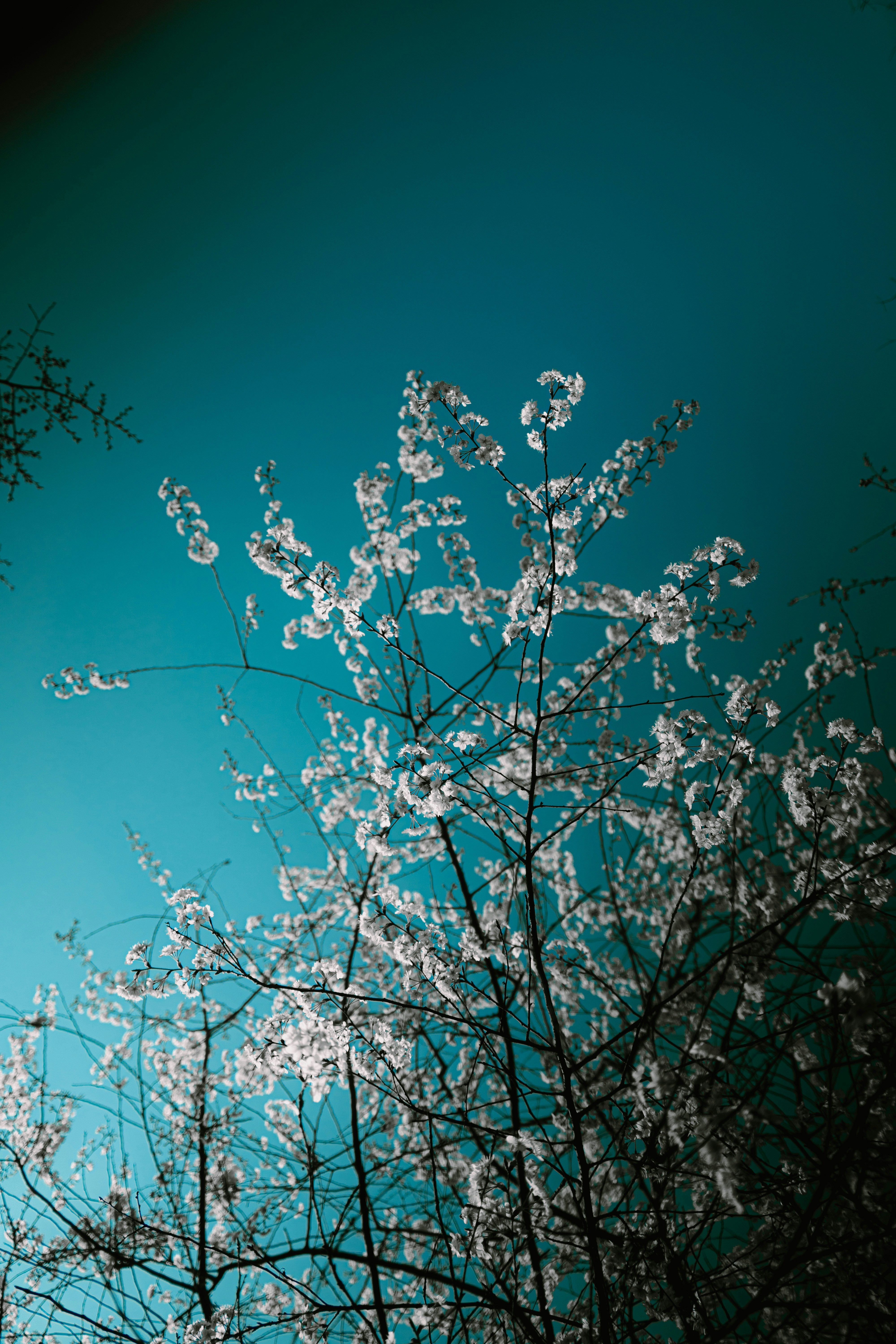 Photo by xiexianghua