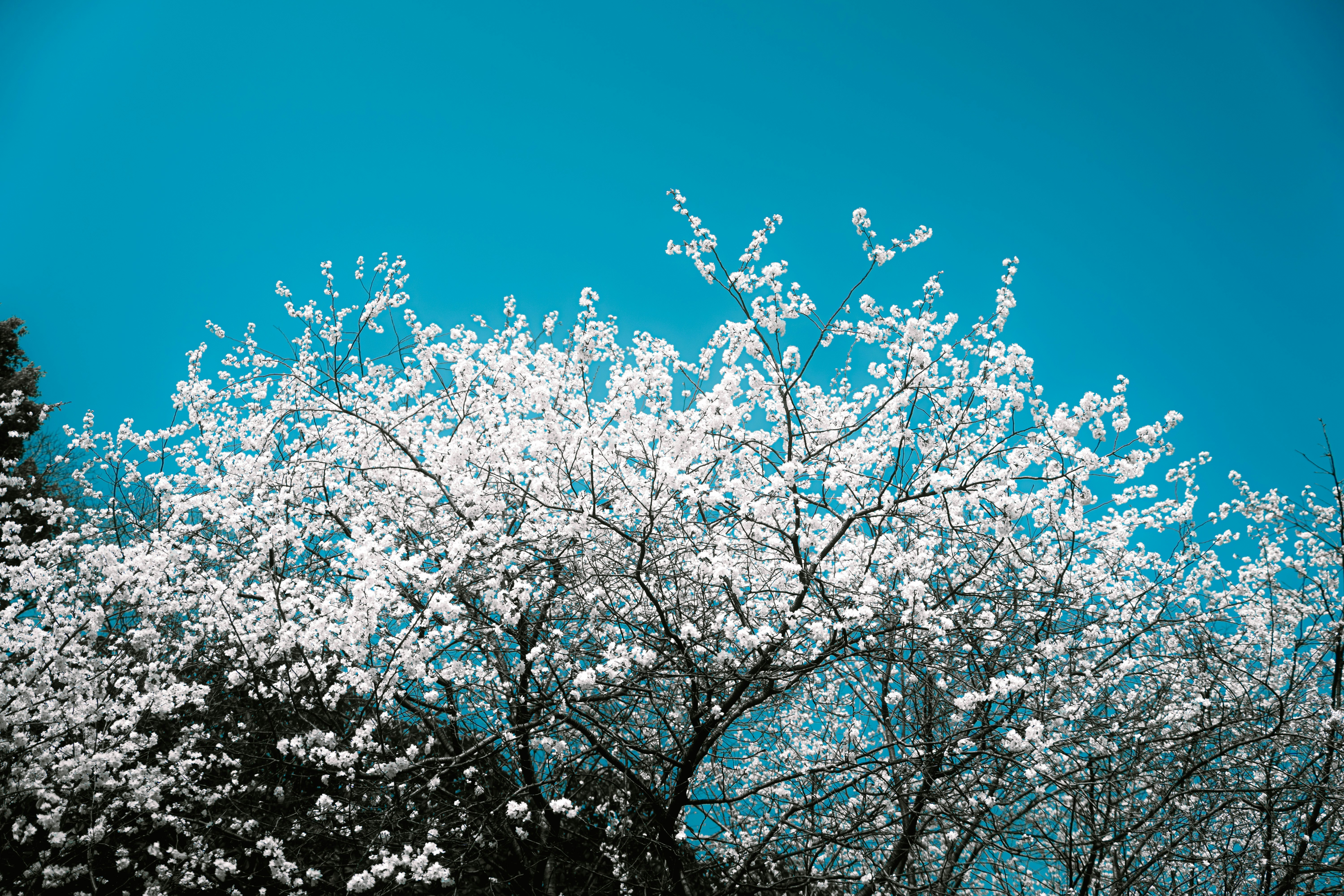 Photo by xiexianghua