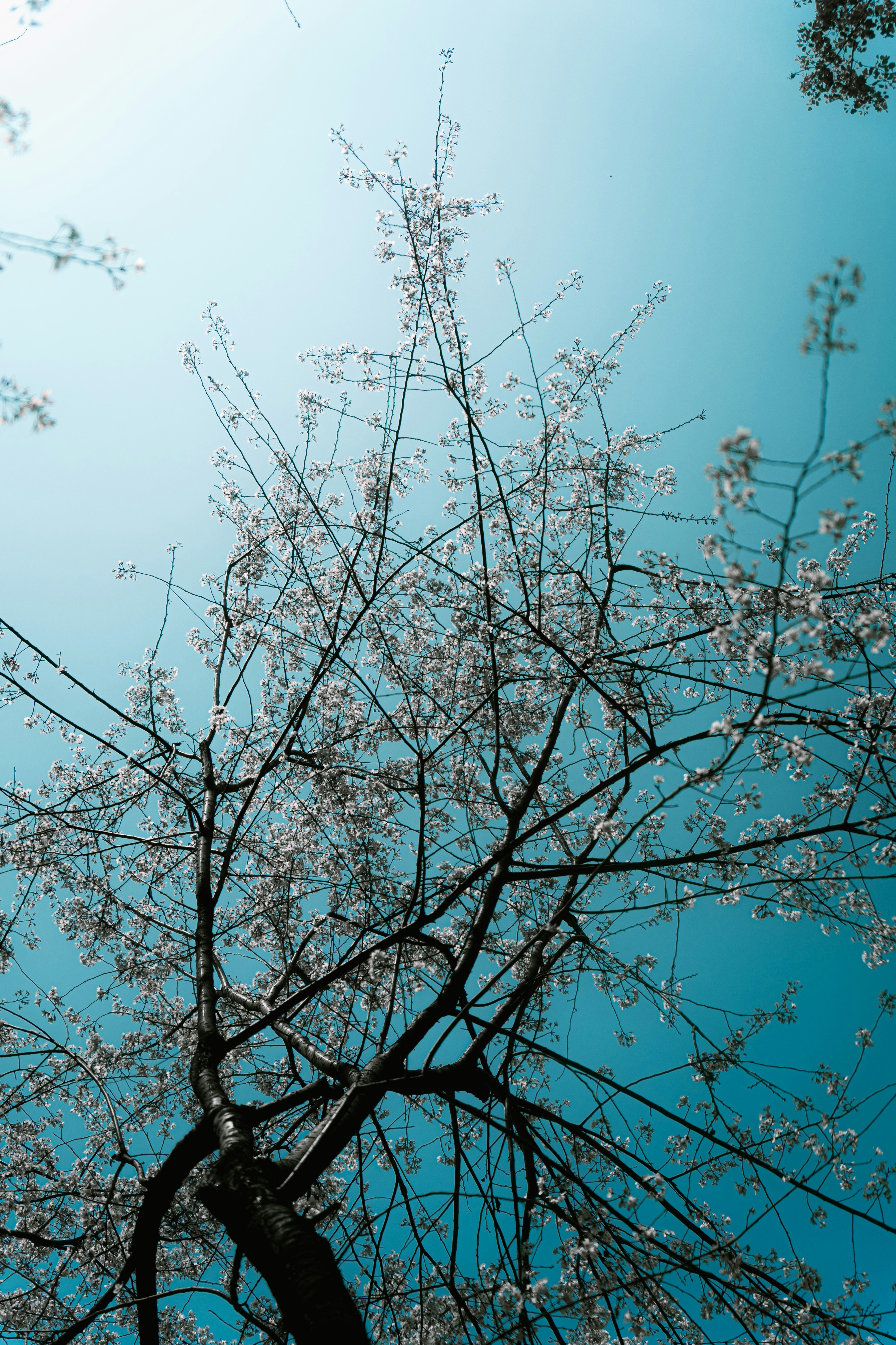 Photo by xiexianghua