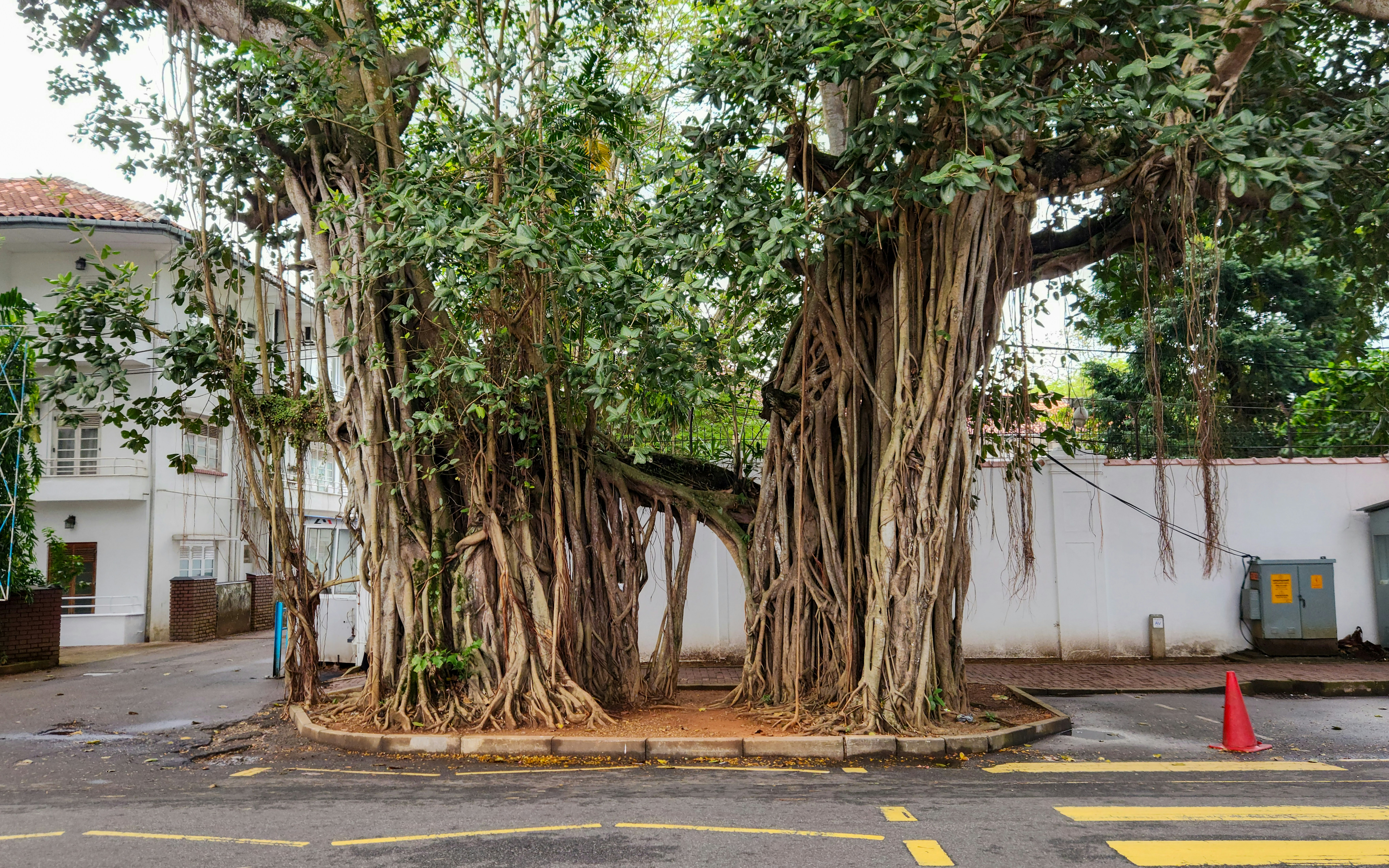 A large tree in the middle of a parking lot
