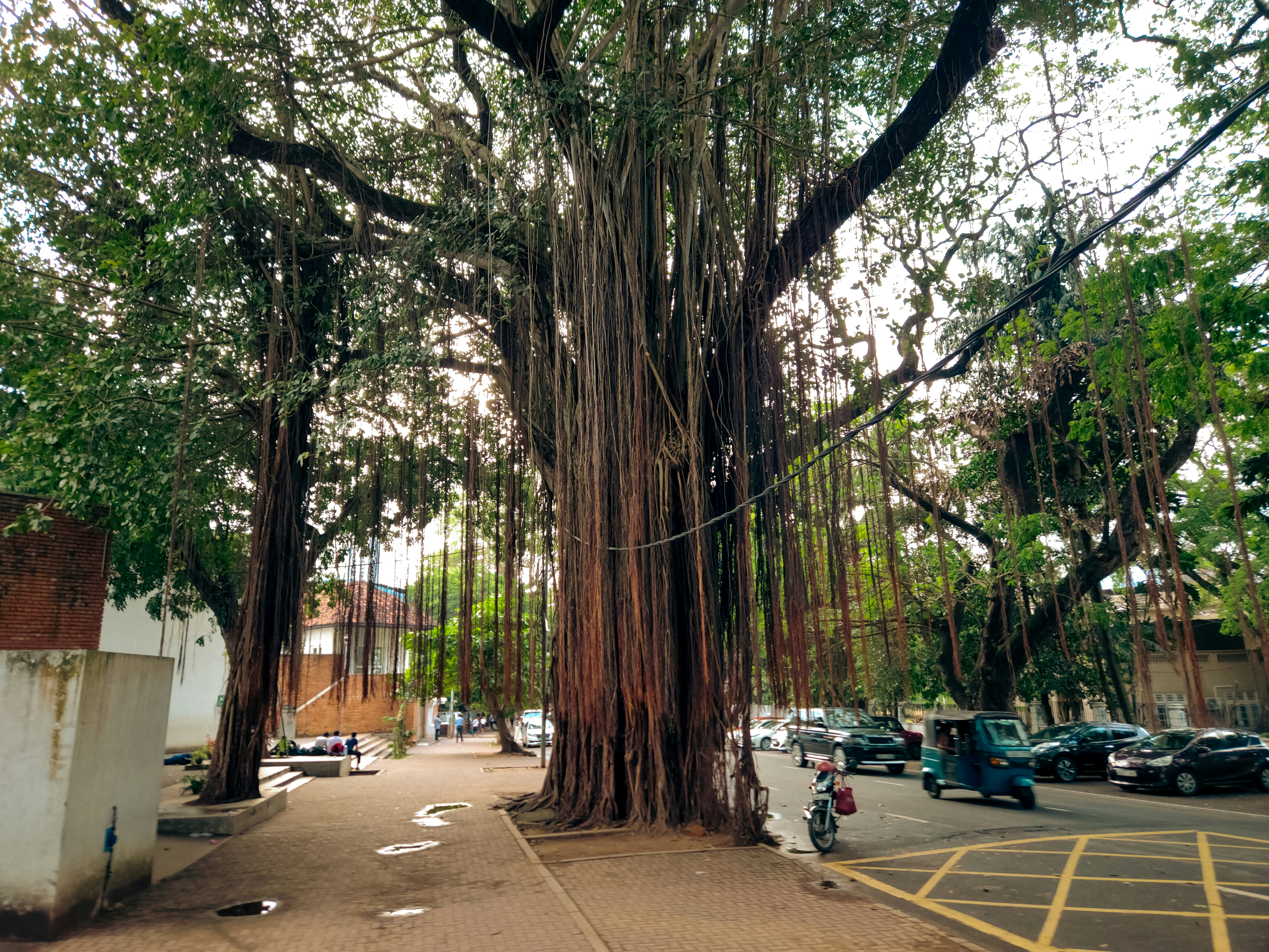 A large tree in the middle of a parking lot