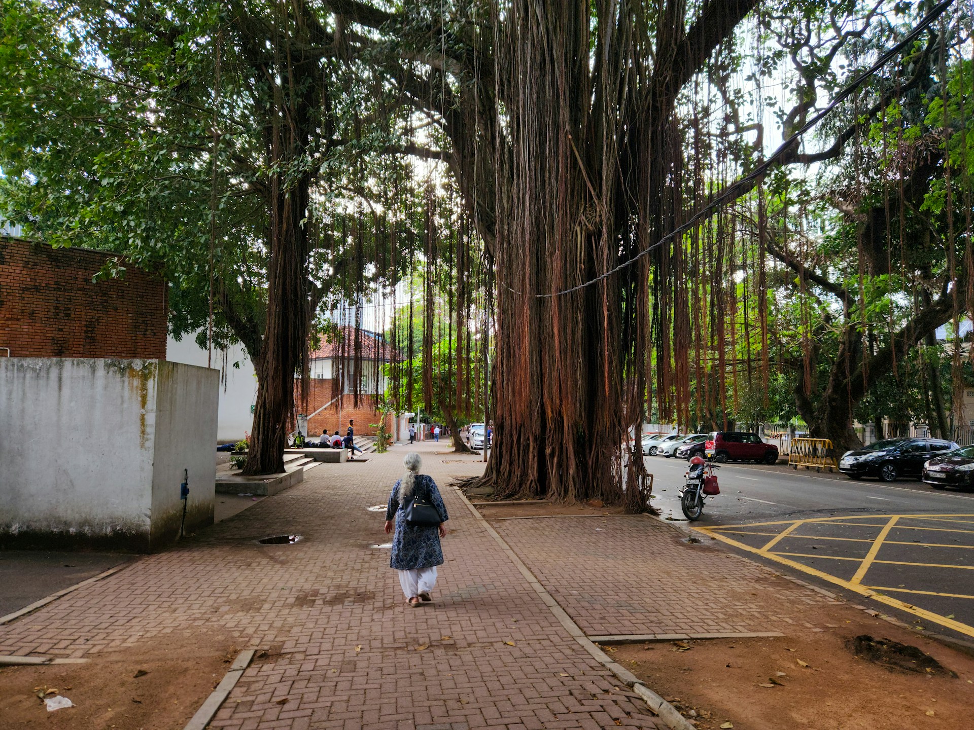 A person walking down a sidewalk next to a tree