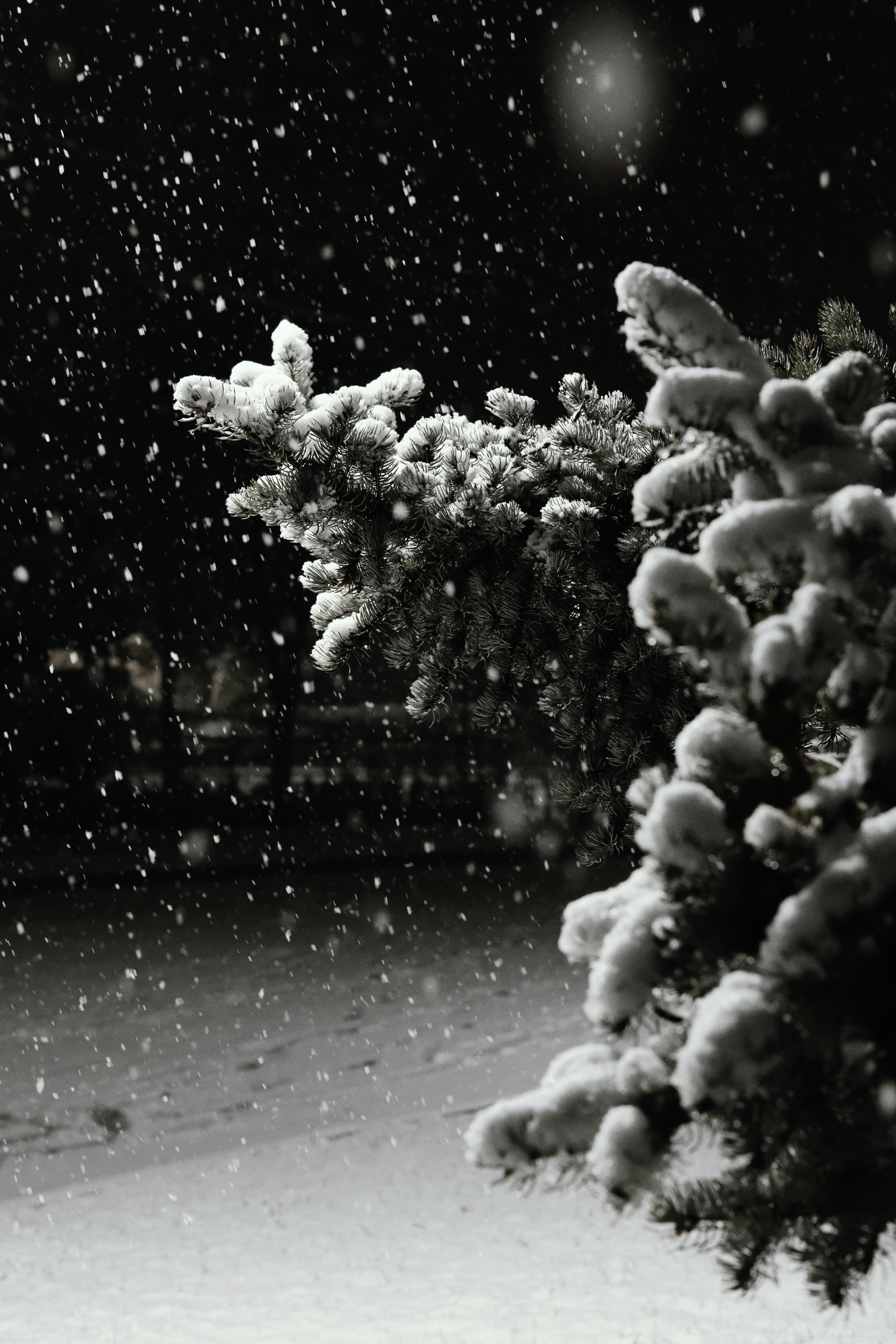 A black and white photo of a snow covered tree