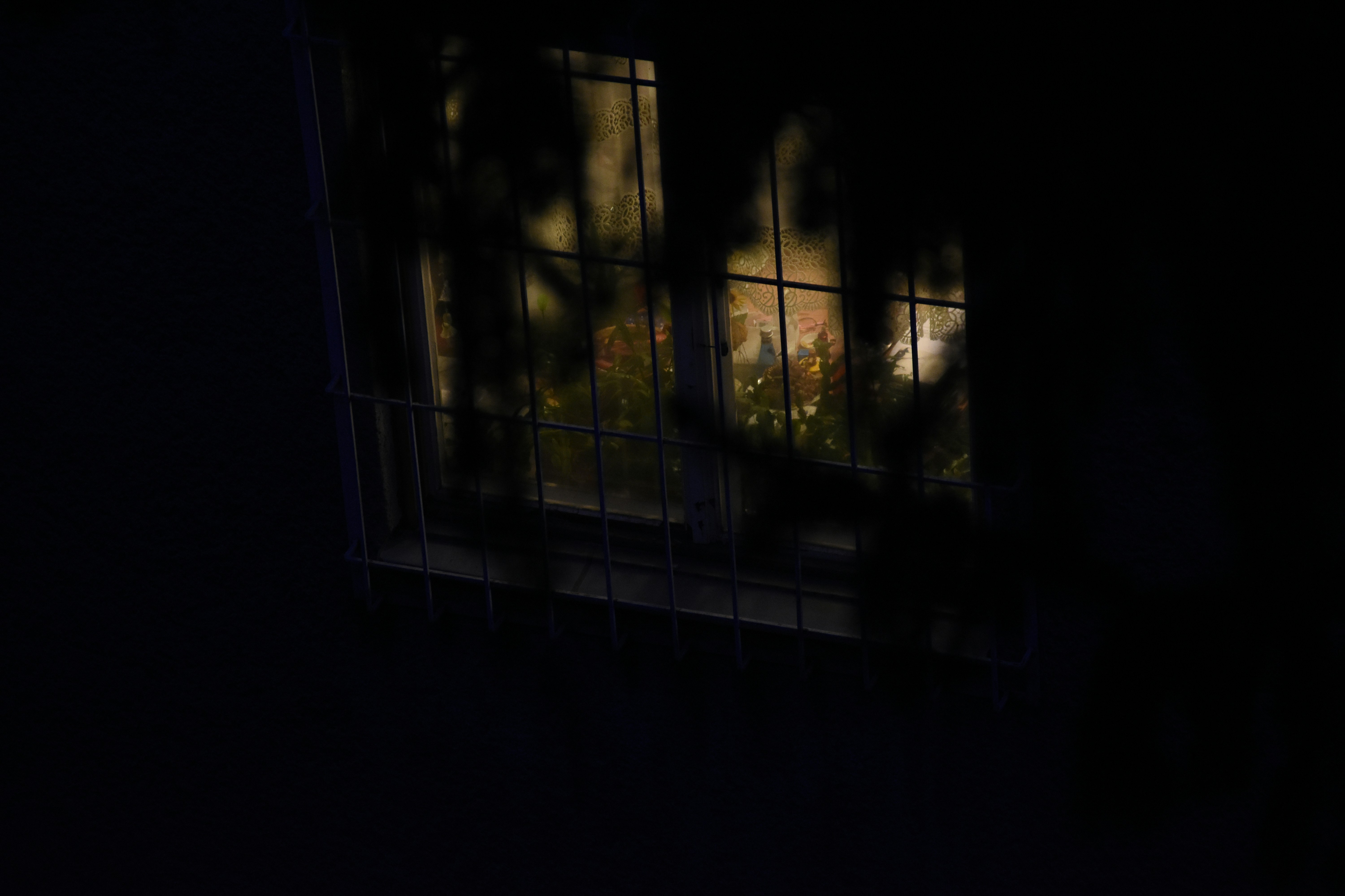 Understanding Common Canine Vocalizations