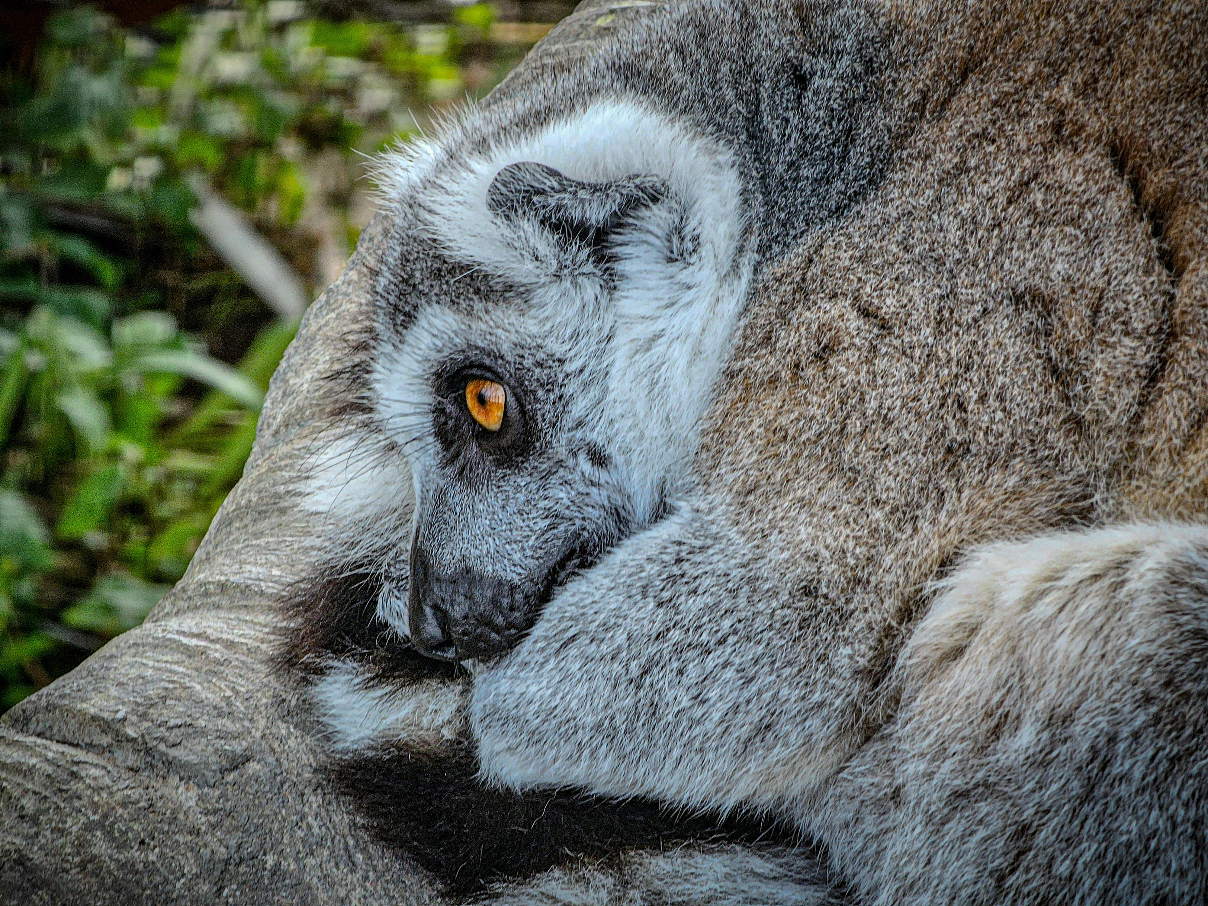 灰色と白の猿の写真 – Unsplashの動物の無料画像