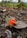 A small orange flower sitting on top of a leaf covered ground