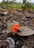 A small orange flower sitting on top of a leaf covered ground