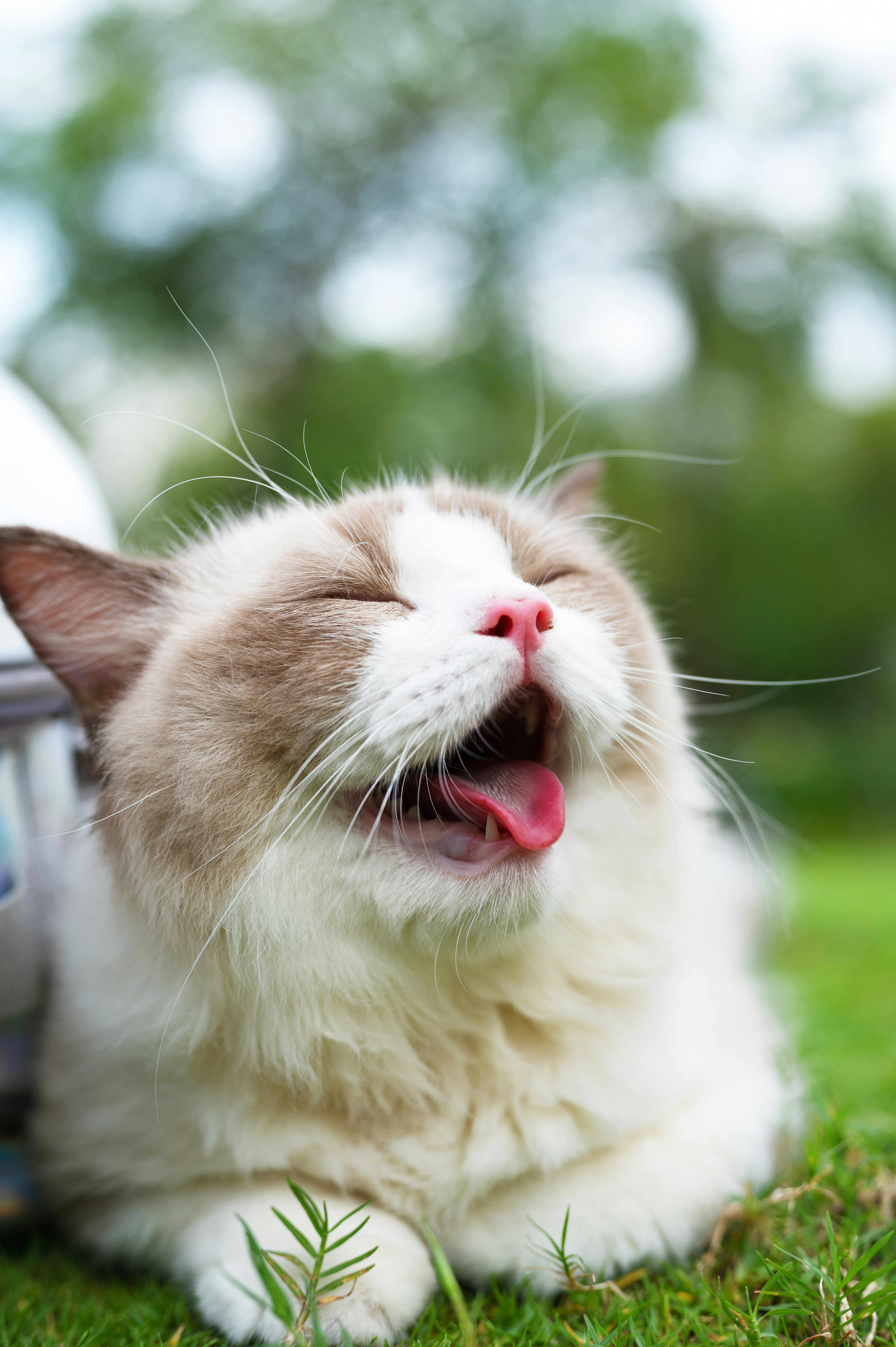 Allergies: Separating Fact from Fiction (image credits: unsplash)