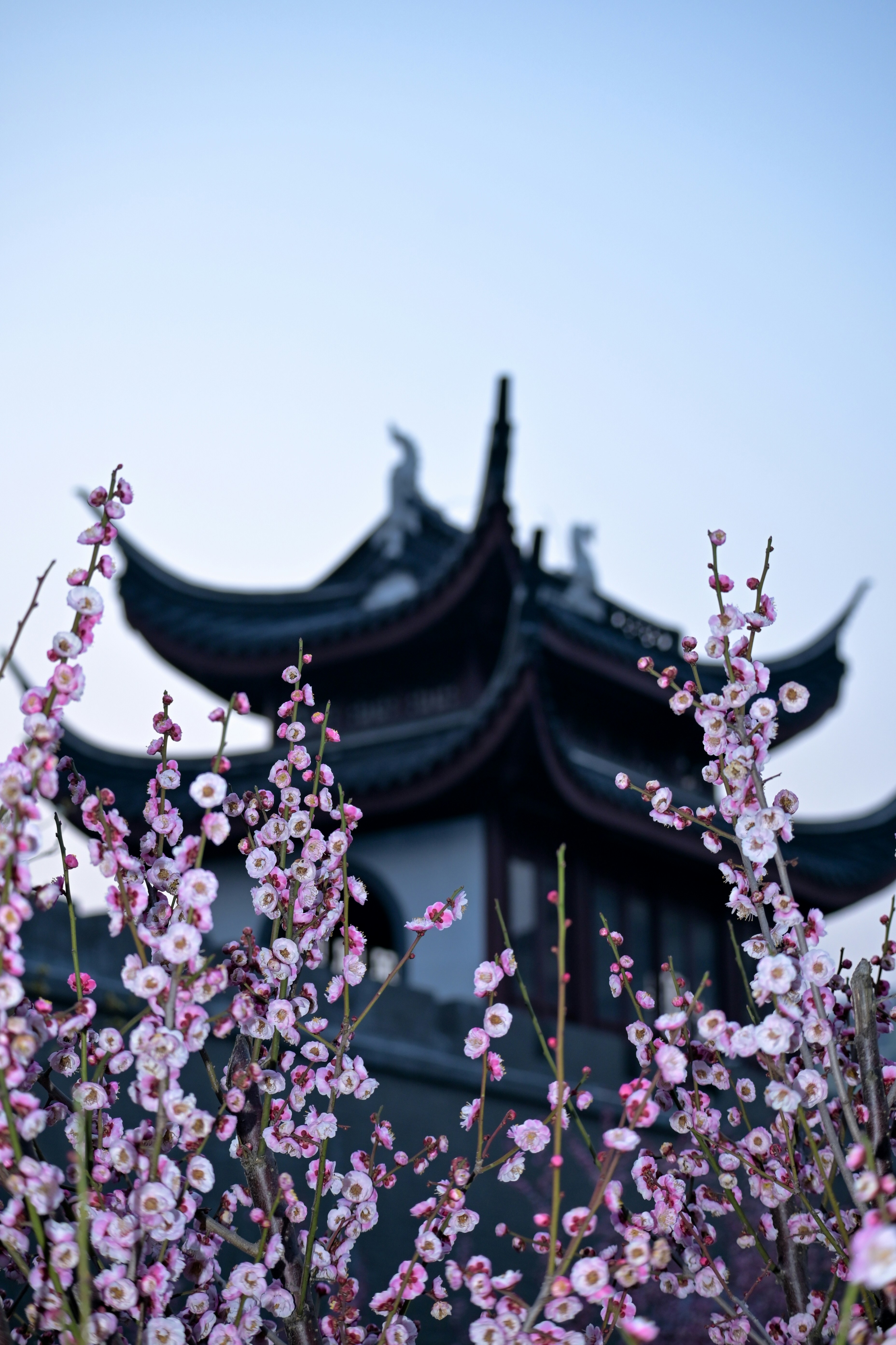 Pink flowers in front of a building with a pagoda in the background