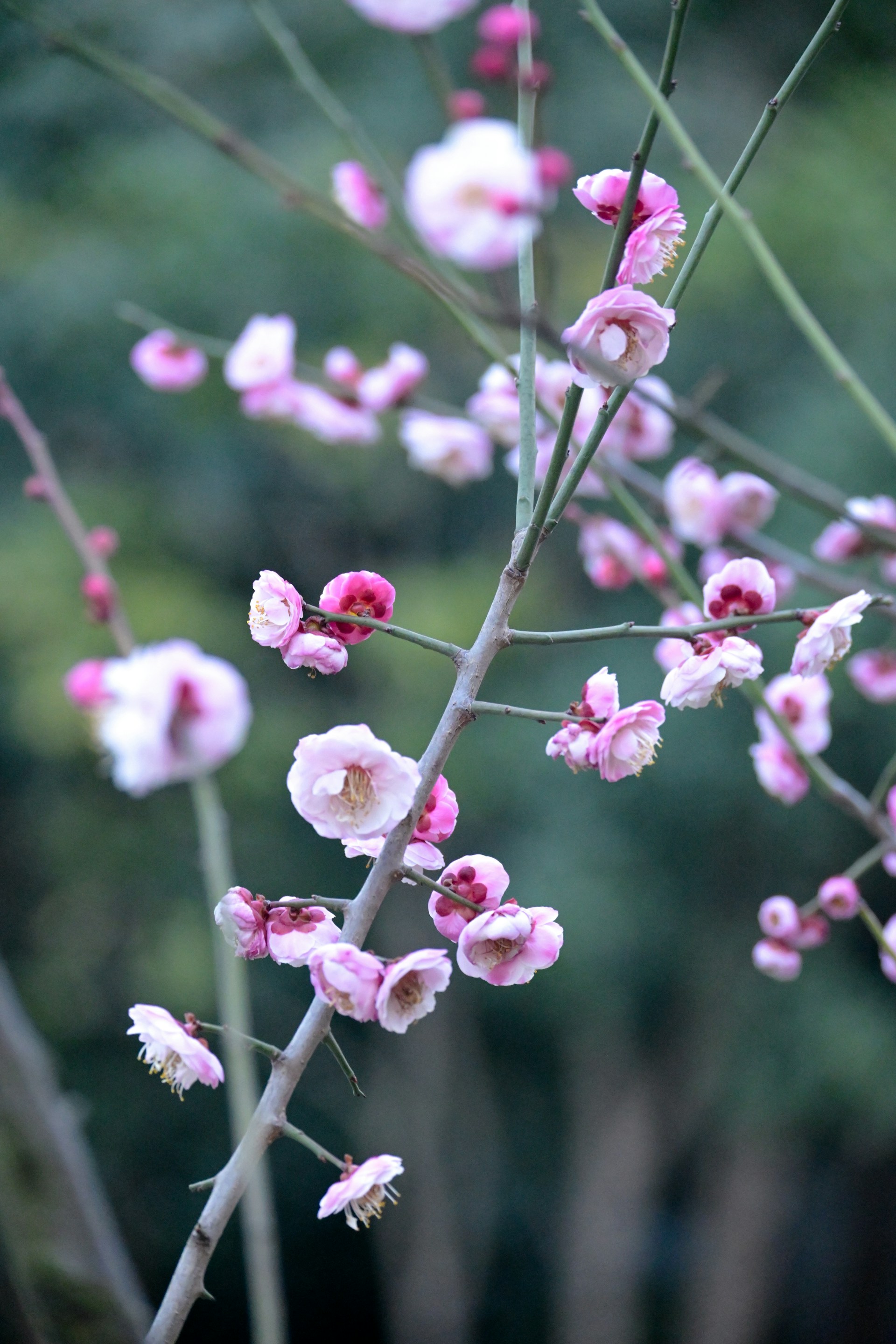 A close up of a tree with pink flowers