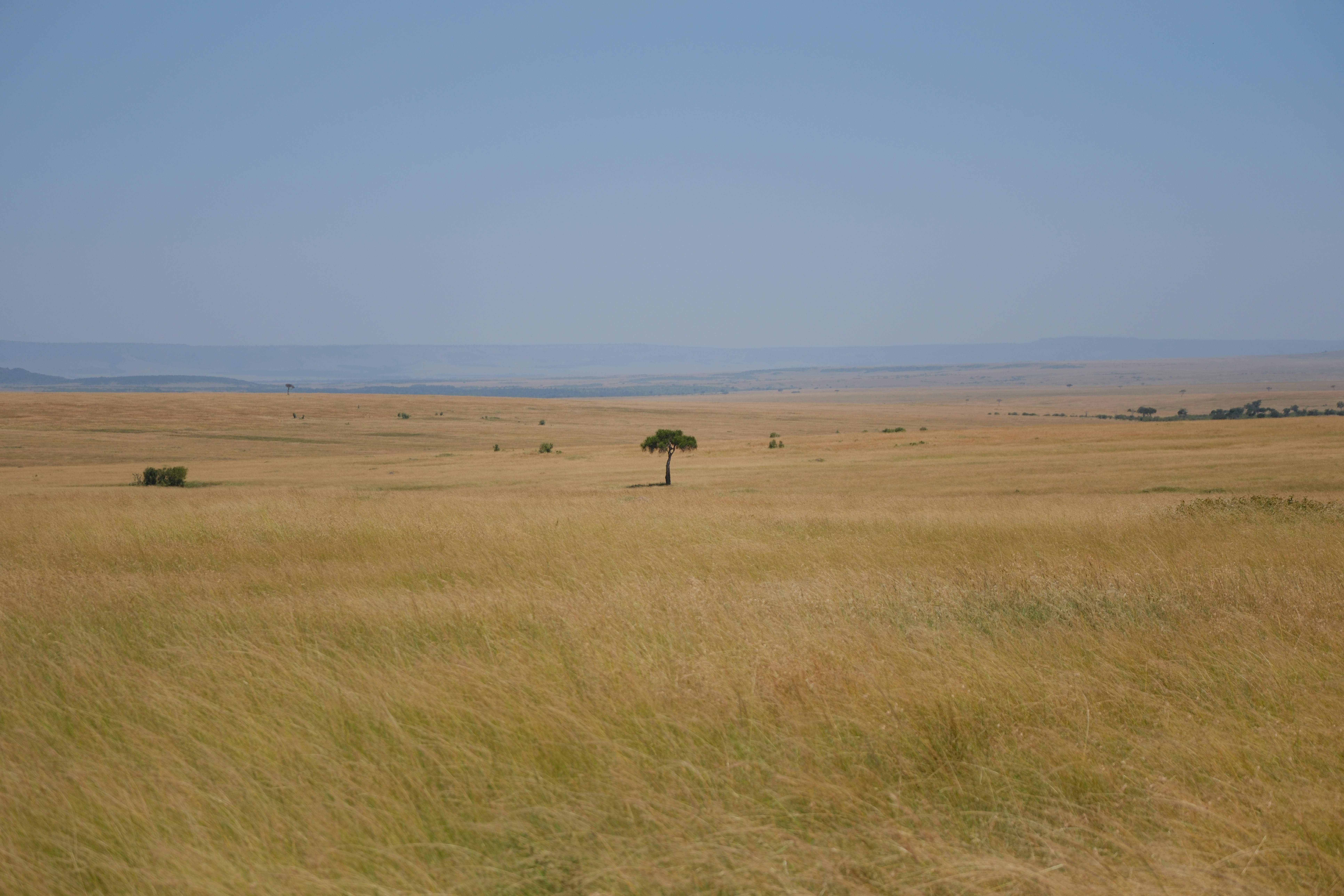 A grassy plain with a few trees in the distance