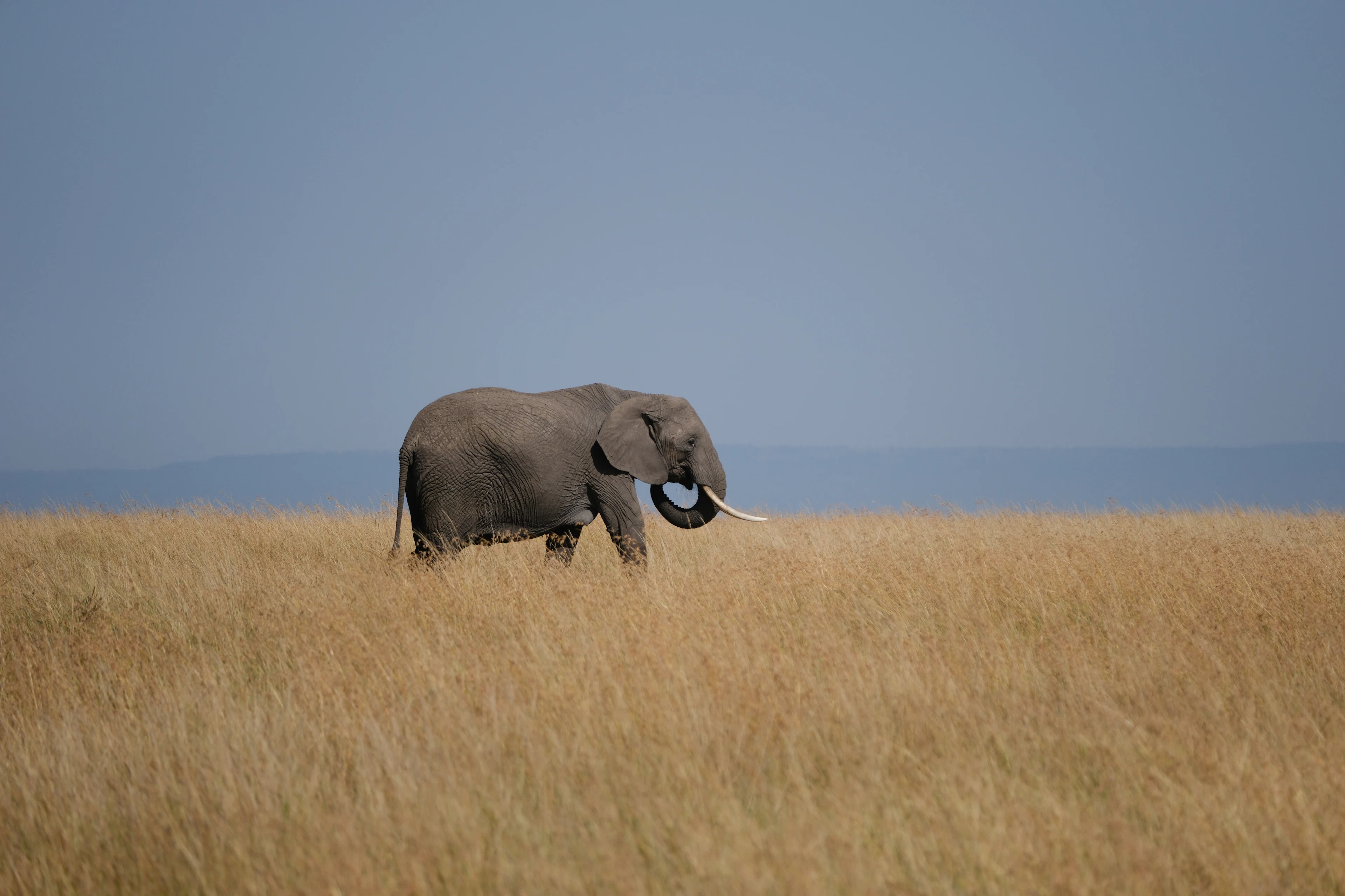 BIG 5 SAFARIS