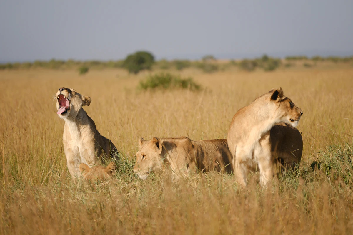 Lions resting in the grass on a Kenya safari
