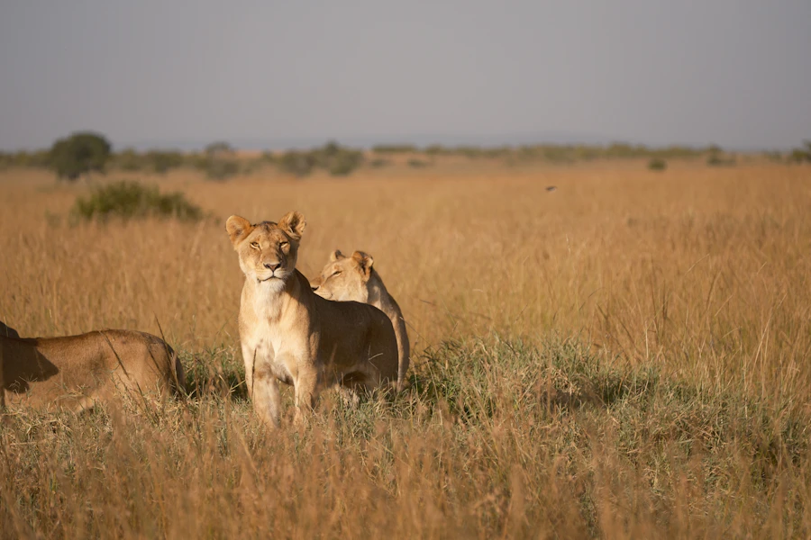 Great Migration Safaris