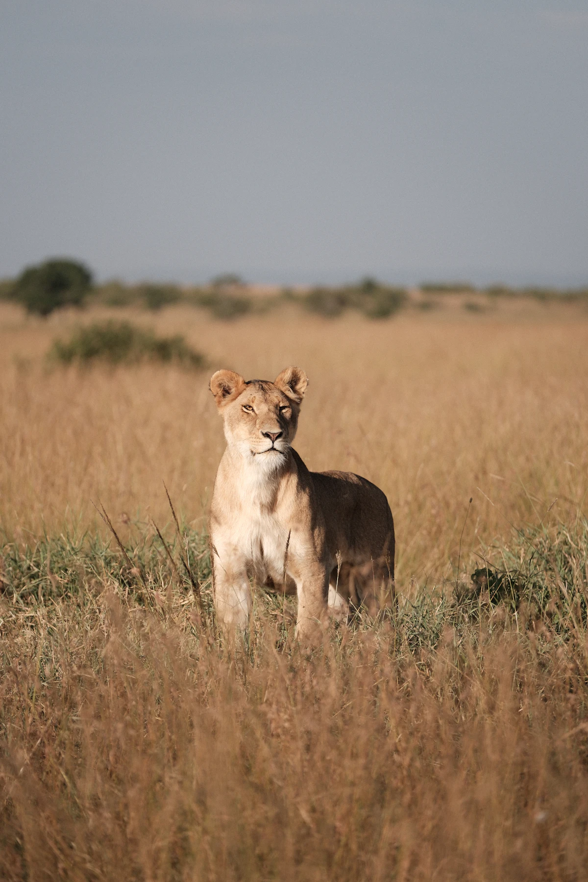 Lion standing in tall grass in Masai Mara National Reserve