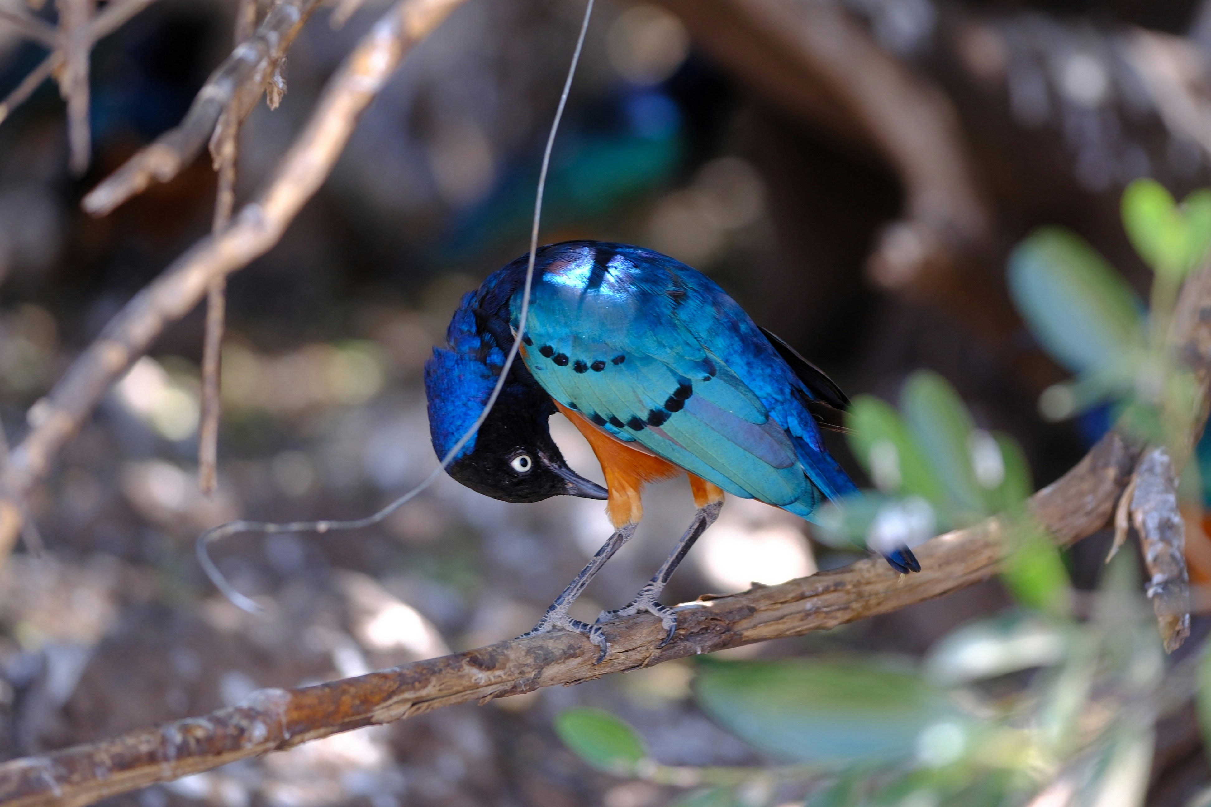 A small blue bird sitting on top of a tree branch