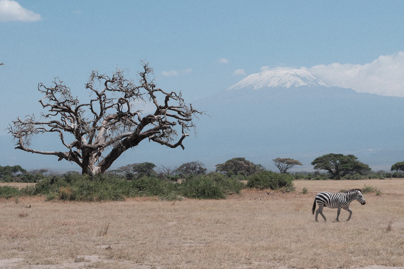 A zebra crossing dry grass, one of the last resident herds before the true north