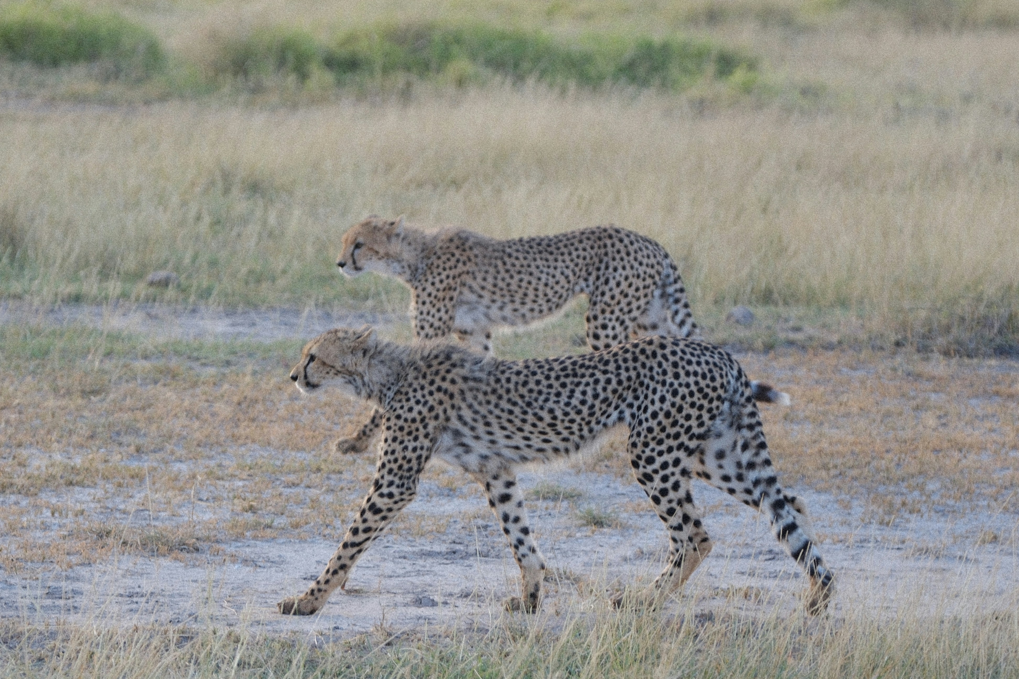 The Cheetah That Changed Conservation History (image credits: unsplash)