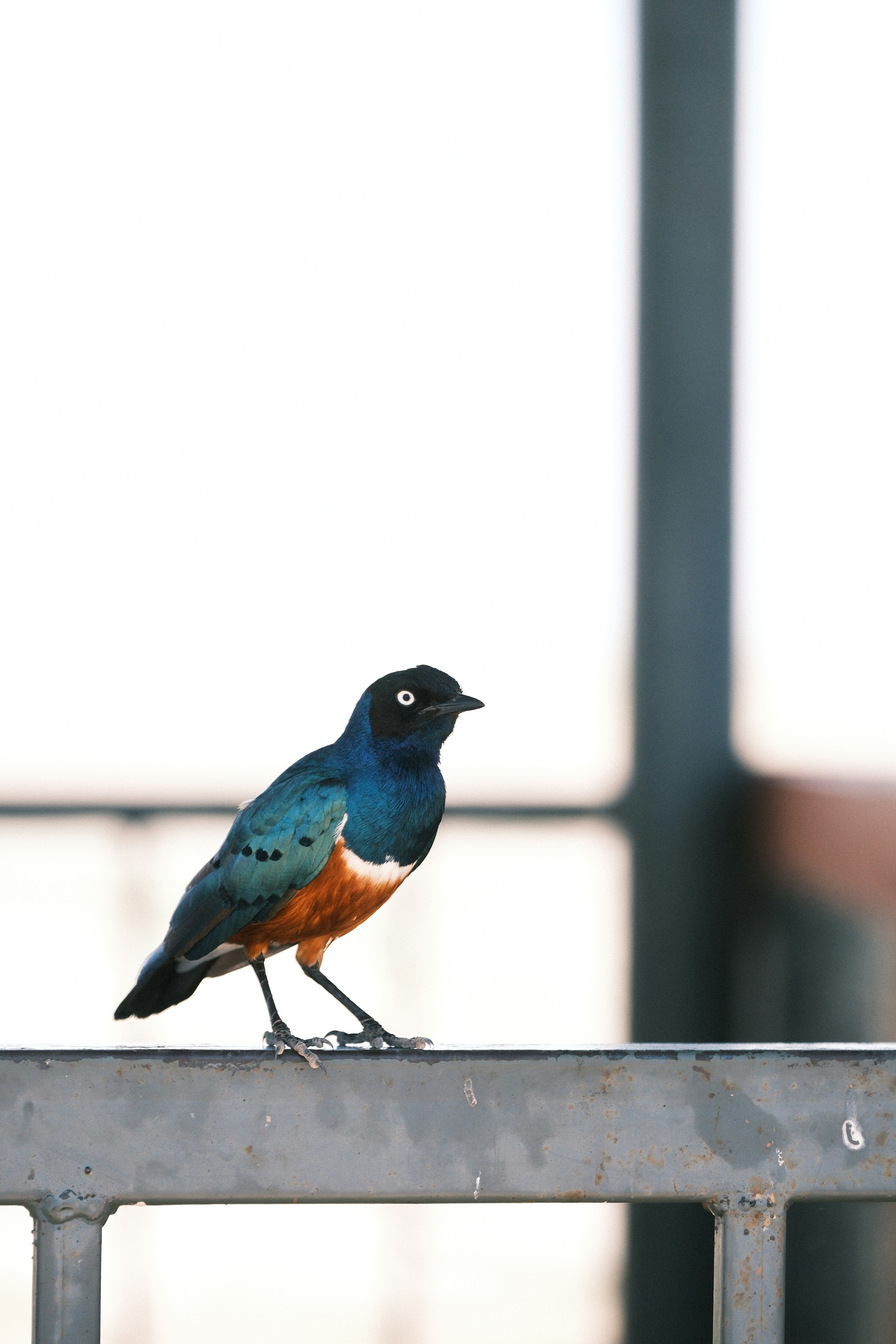 Planning Your Safari Base: Where to Stay in Amboseli