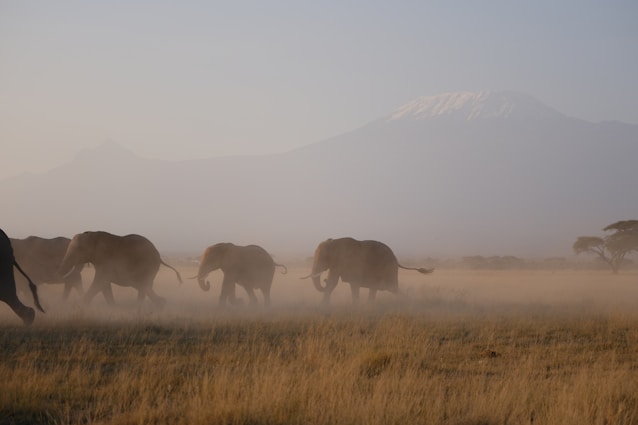 A herd of elephants walking across a dry grass field