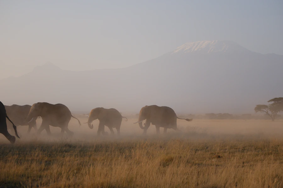 Private Conservancy Safaris