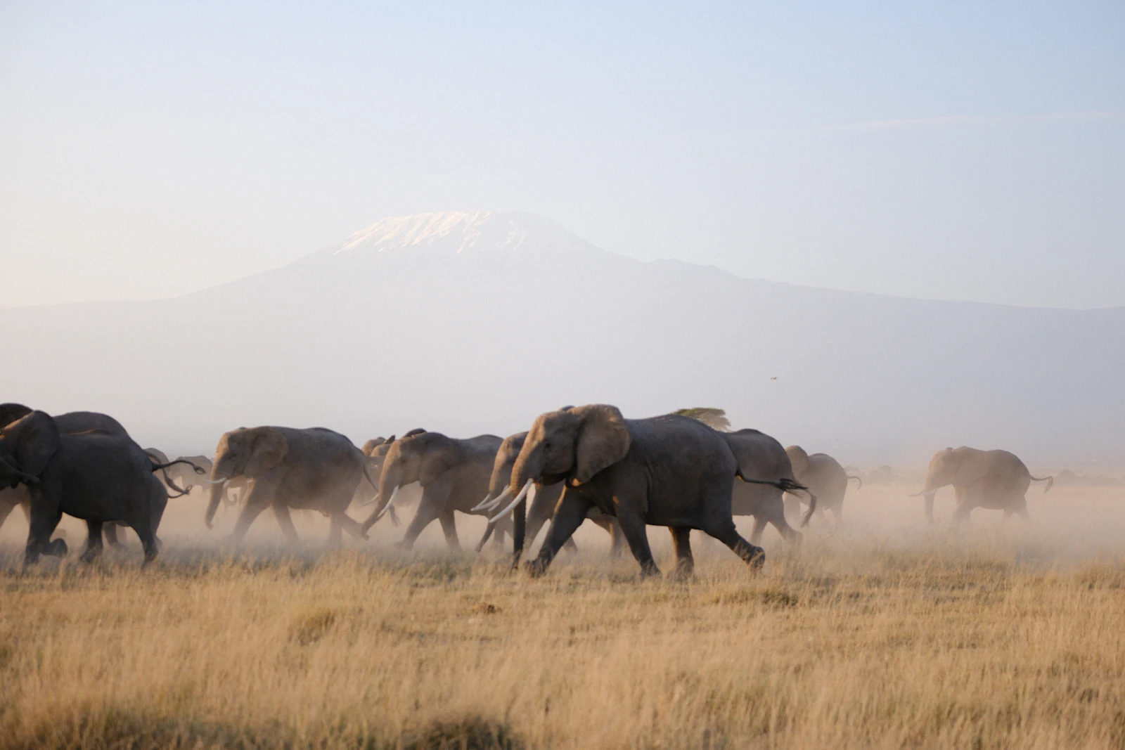 A herd of elephants working across dry grassland, the sight this ground is famous for