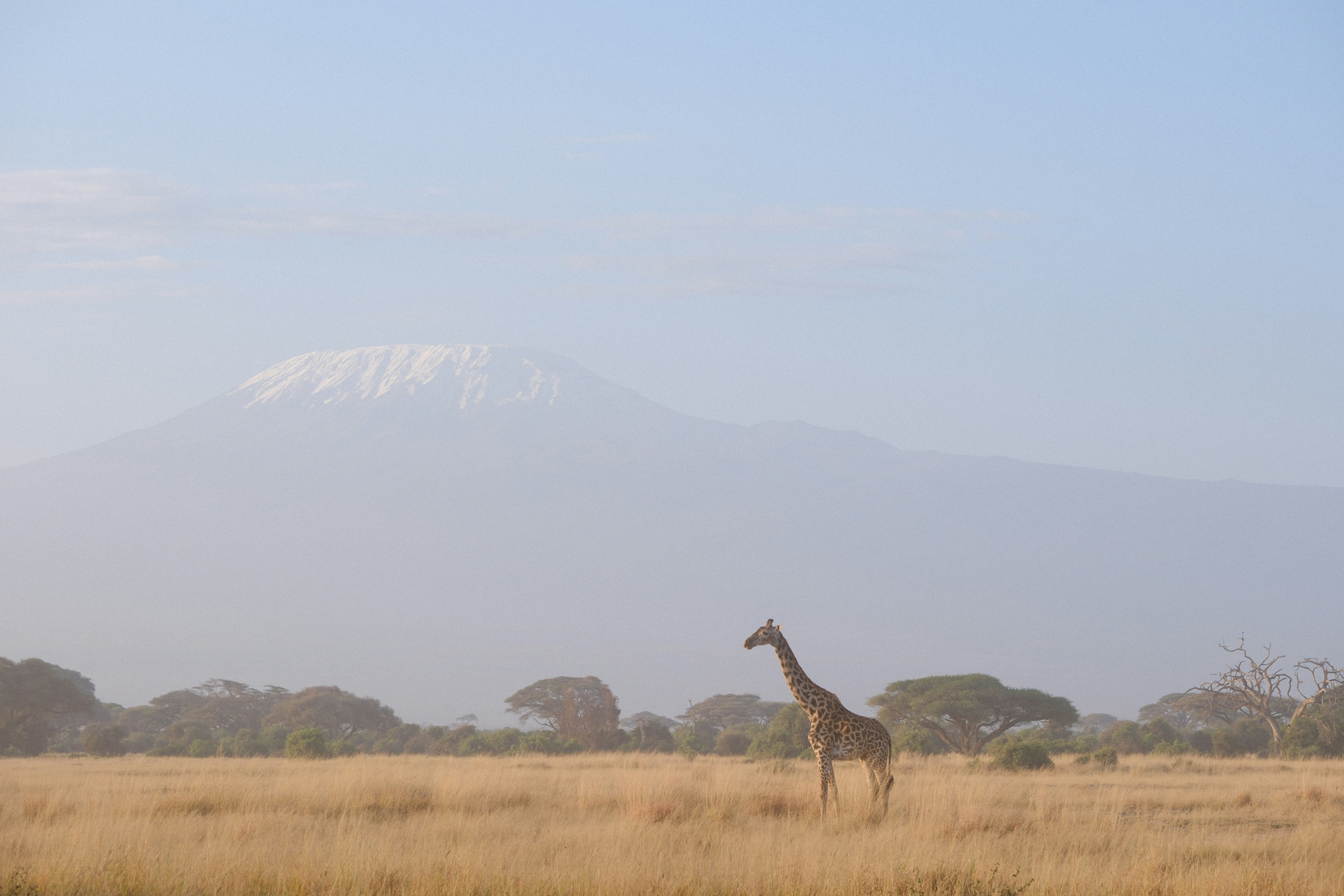 A giraffe standing in a field with a mountain in the background, 