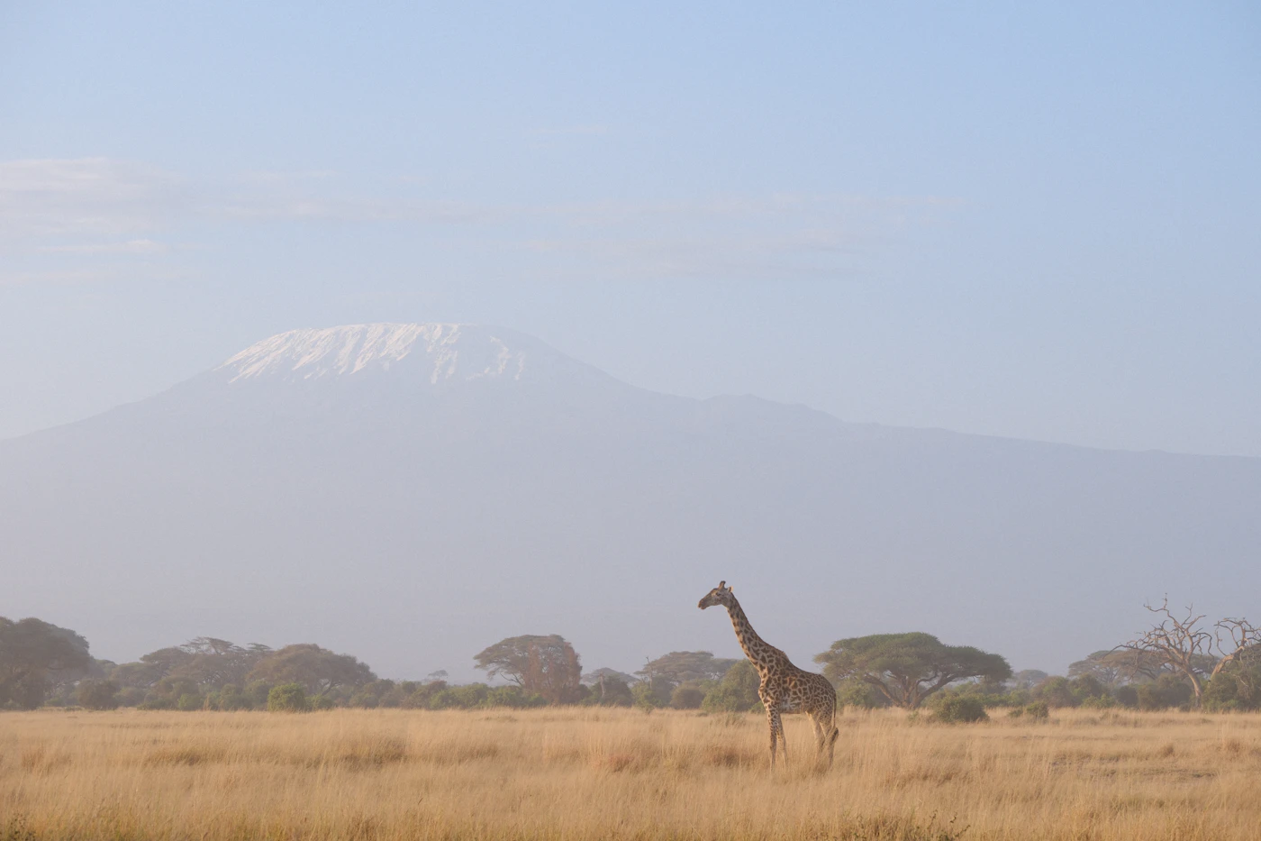 A giraffe framed against the mountain, the pairing Amboseli is known for