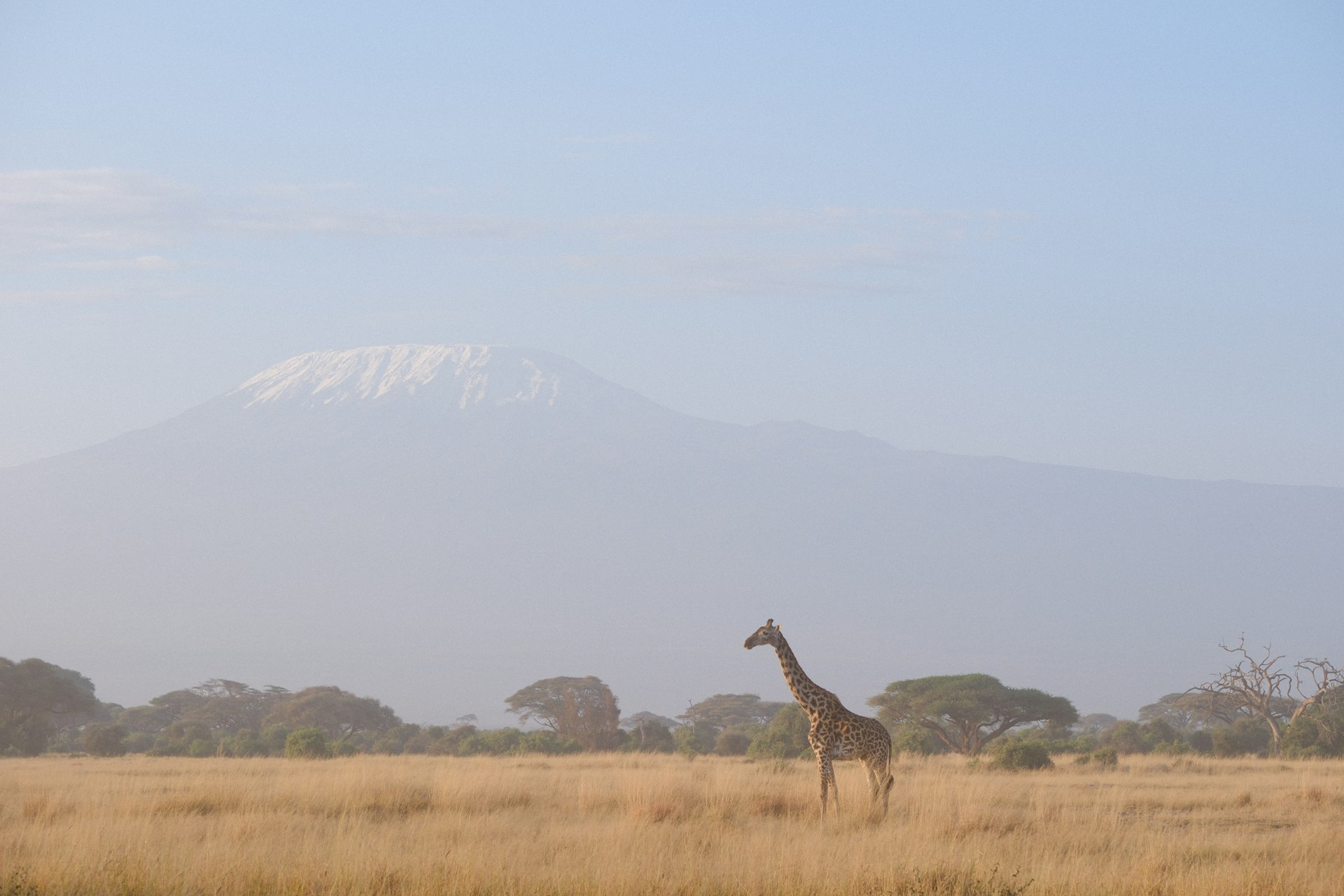 A giraffe standing in a field with a mountain in the background