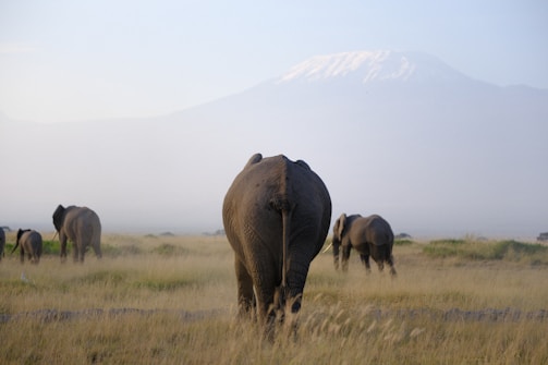 A herd of elephants walking across a grass covered field