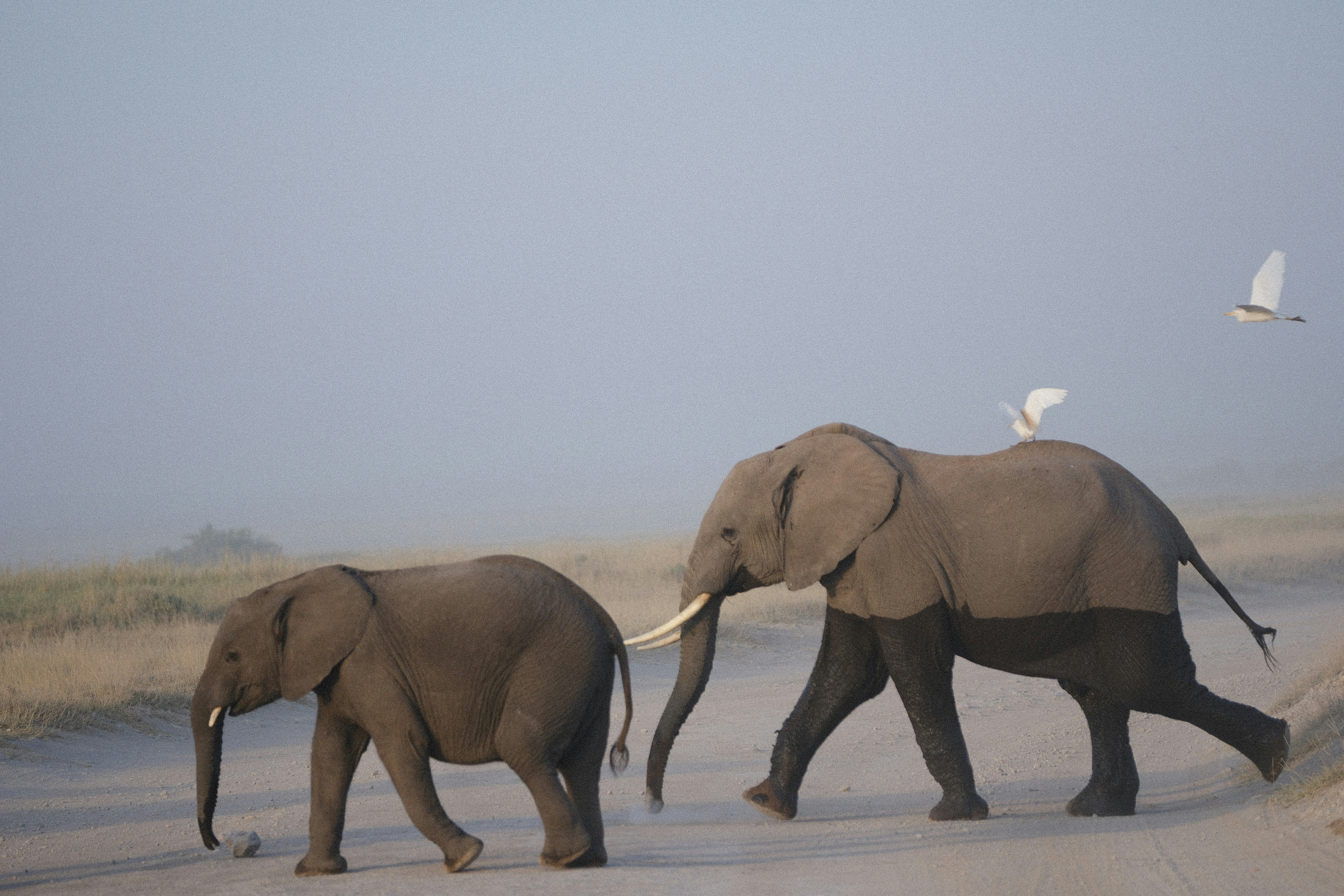 Elephants at sunset in Amboseli.