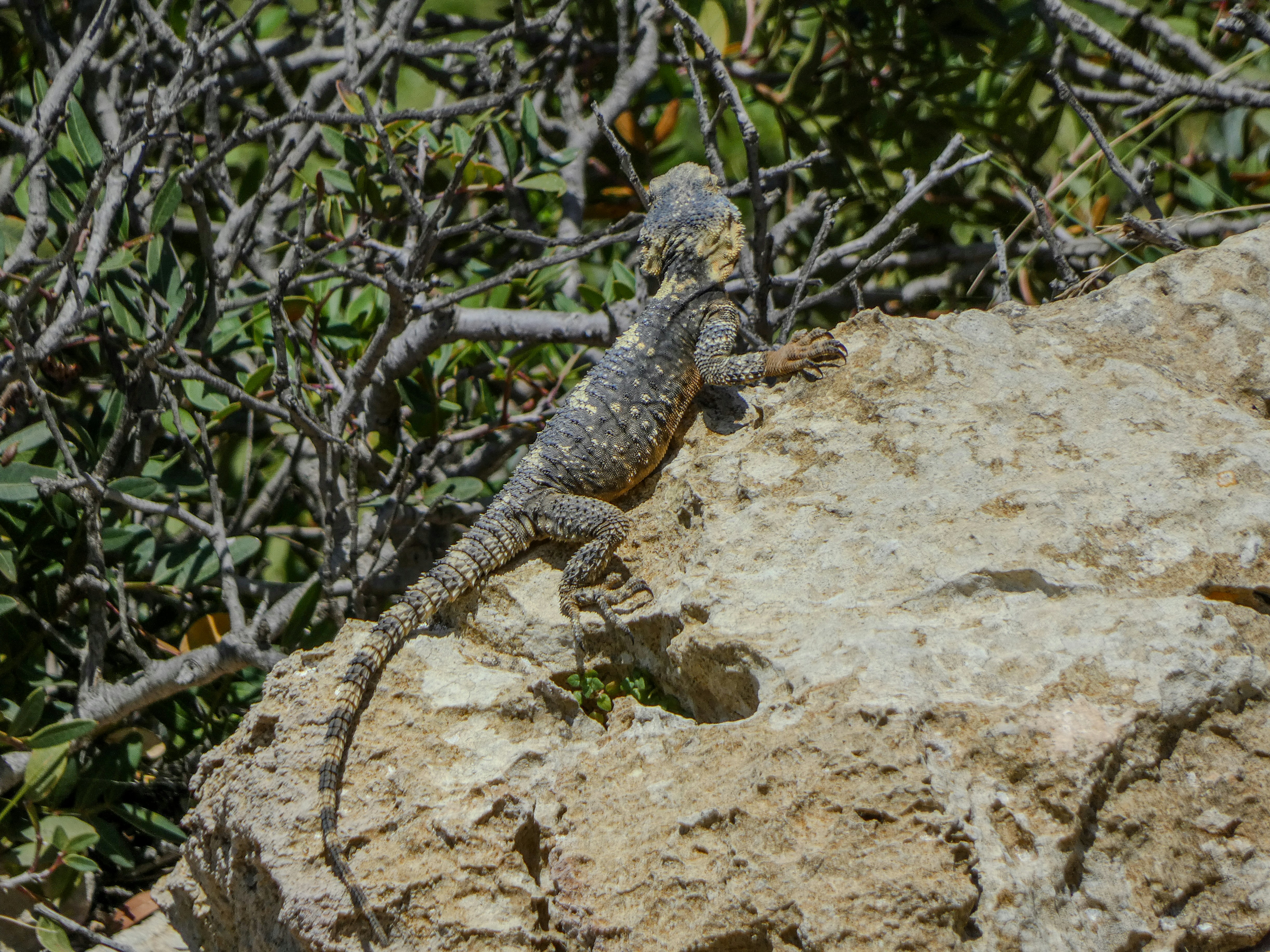 A lizard sitting on top of a large rock