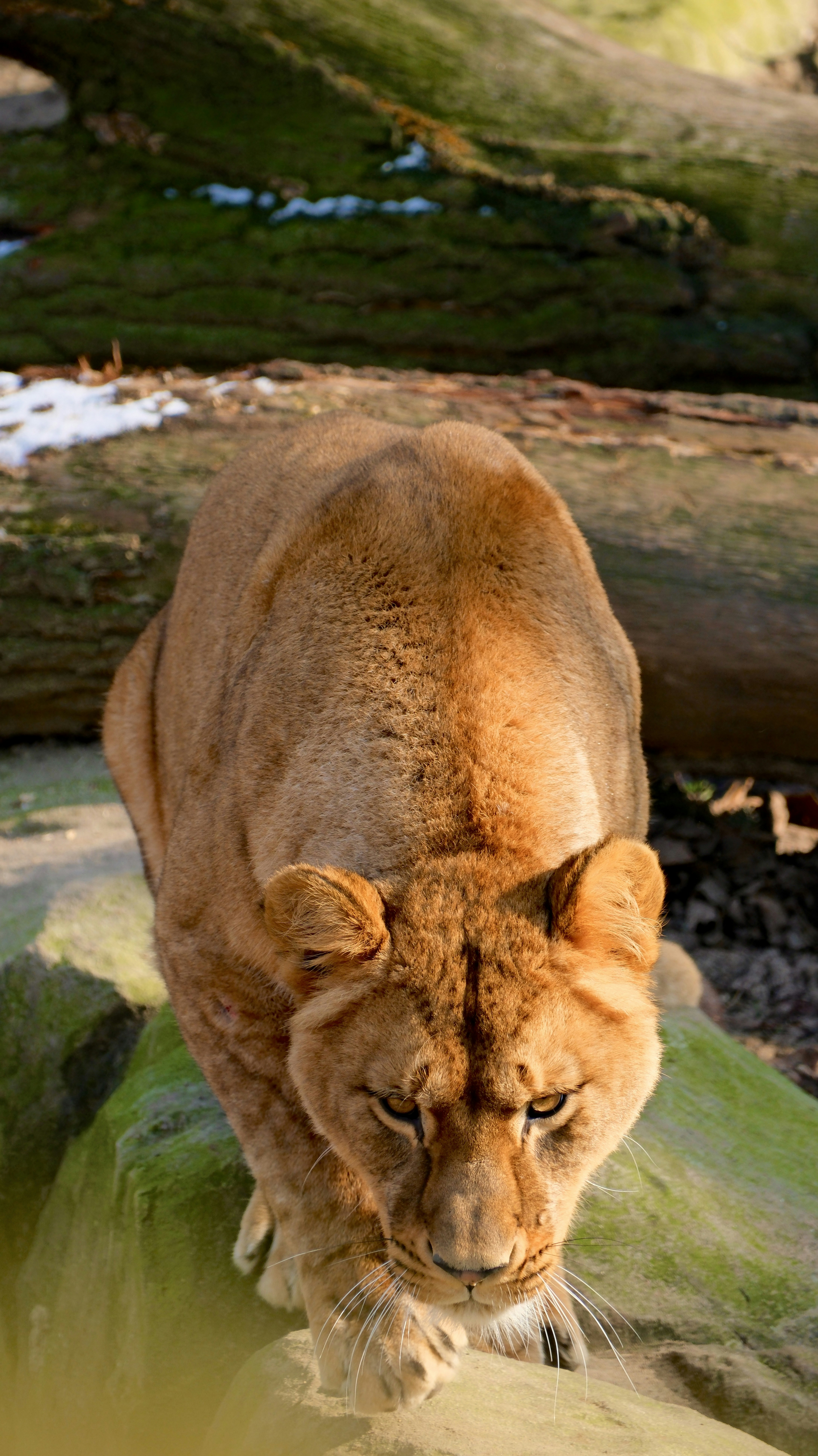 Un primer plano de un gato caminando sobre un tronco