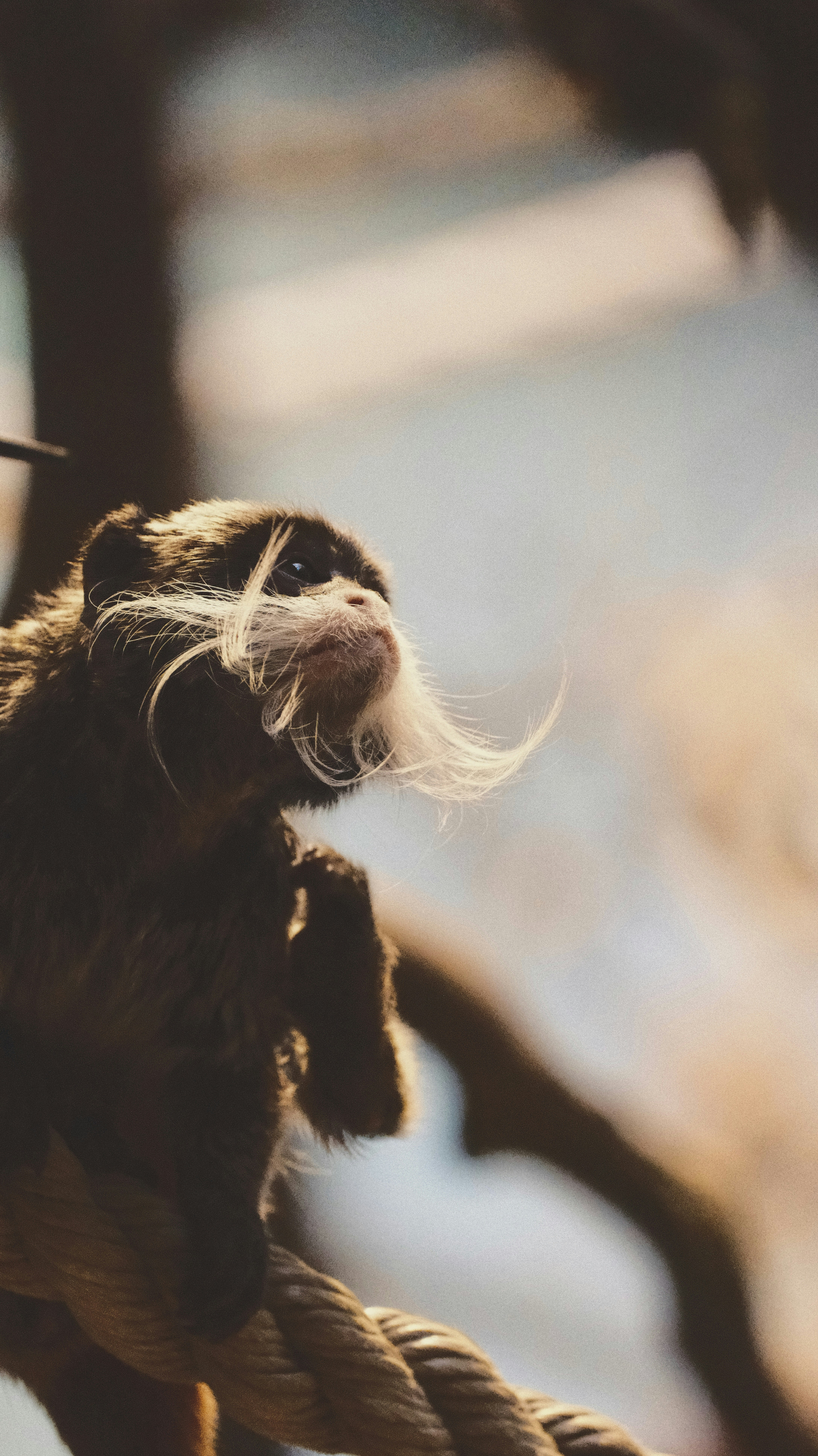 ロープにぶら下がった口ひげの猿