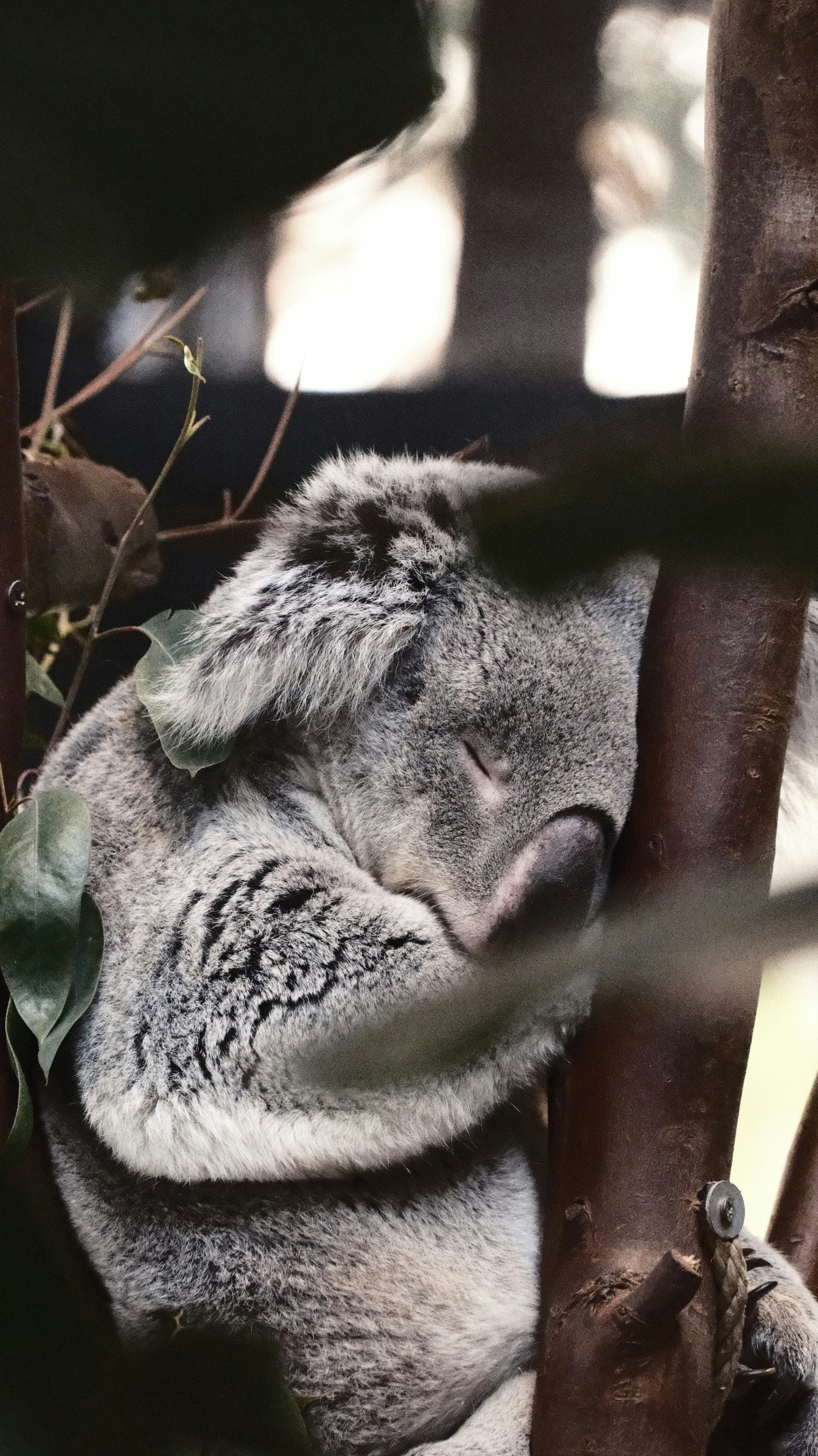 目を閉じて木の上で眠るコアラ