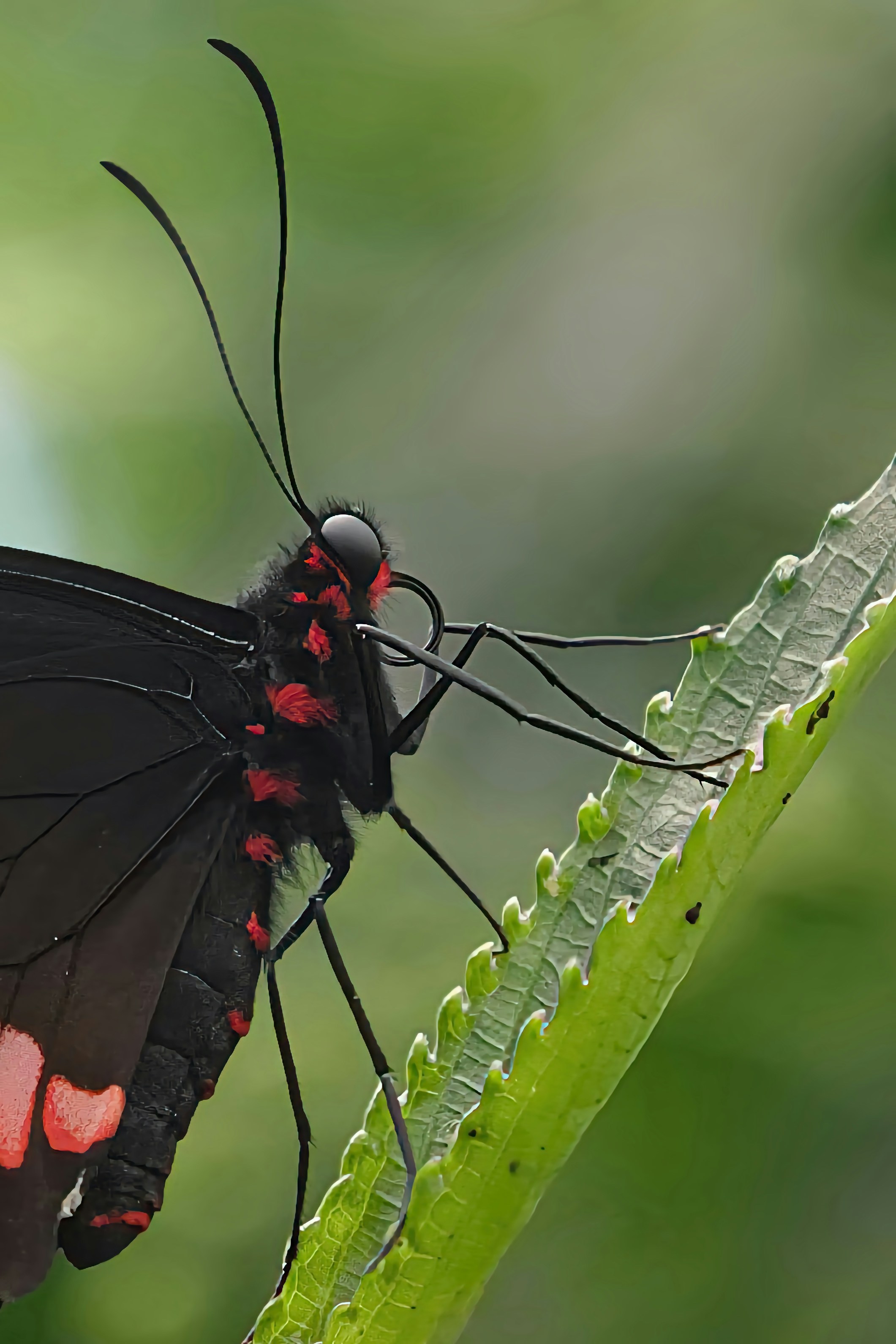 Una mariposa negra y roja sentada sobre una hoja verde