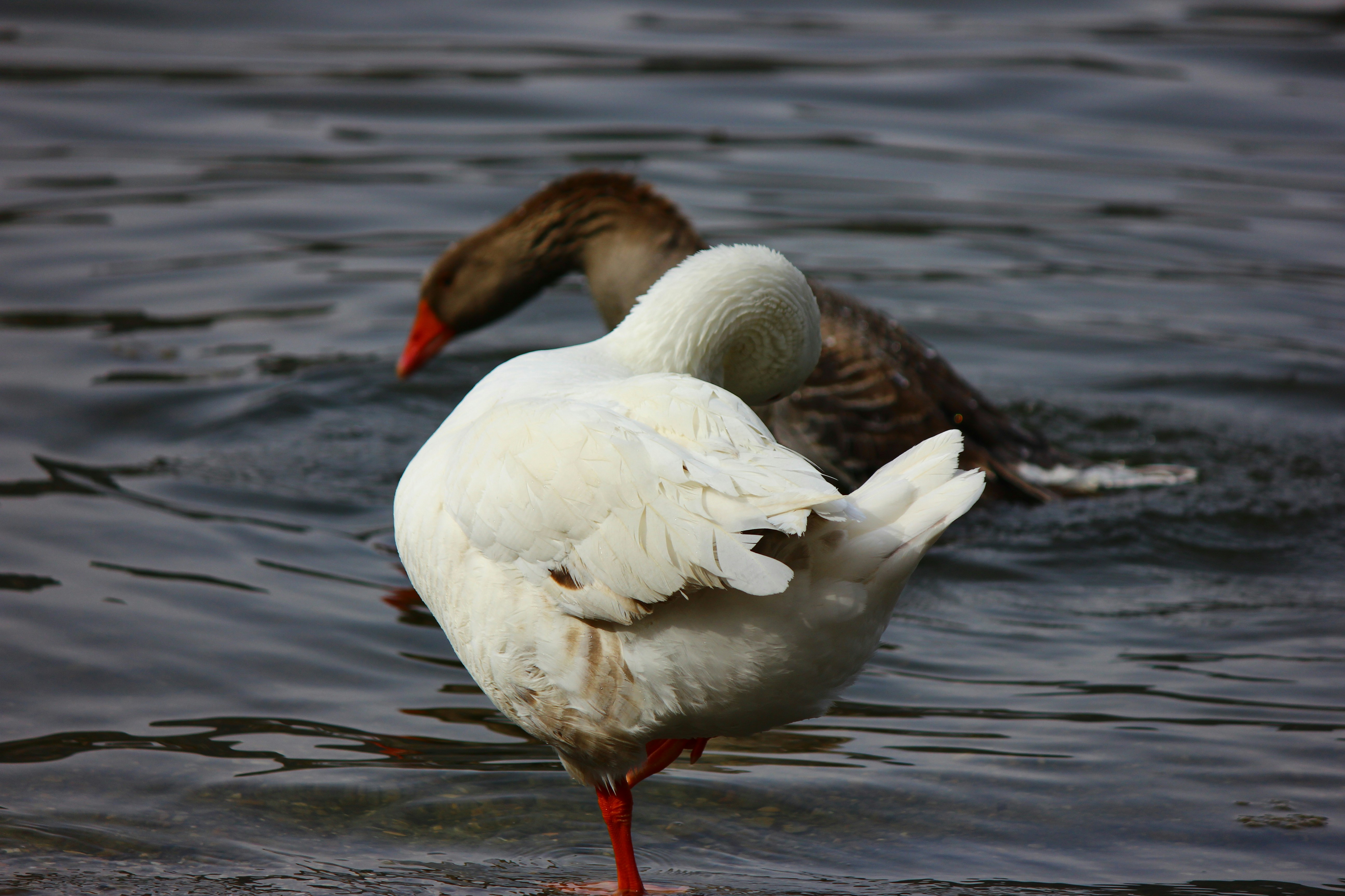 Photo by cengizozarpat