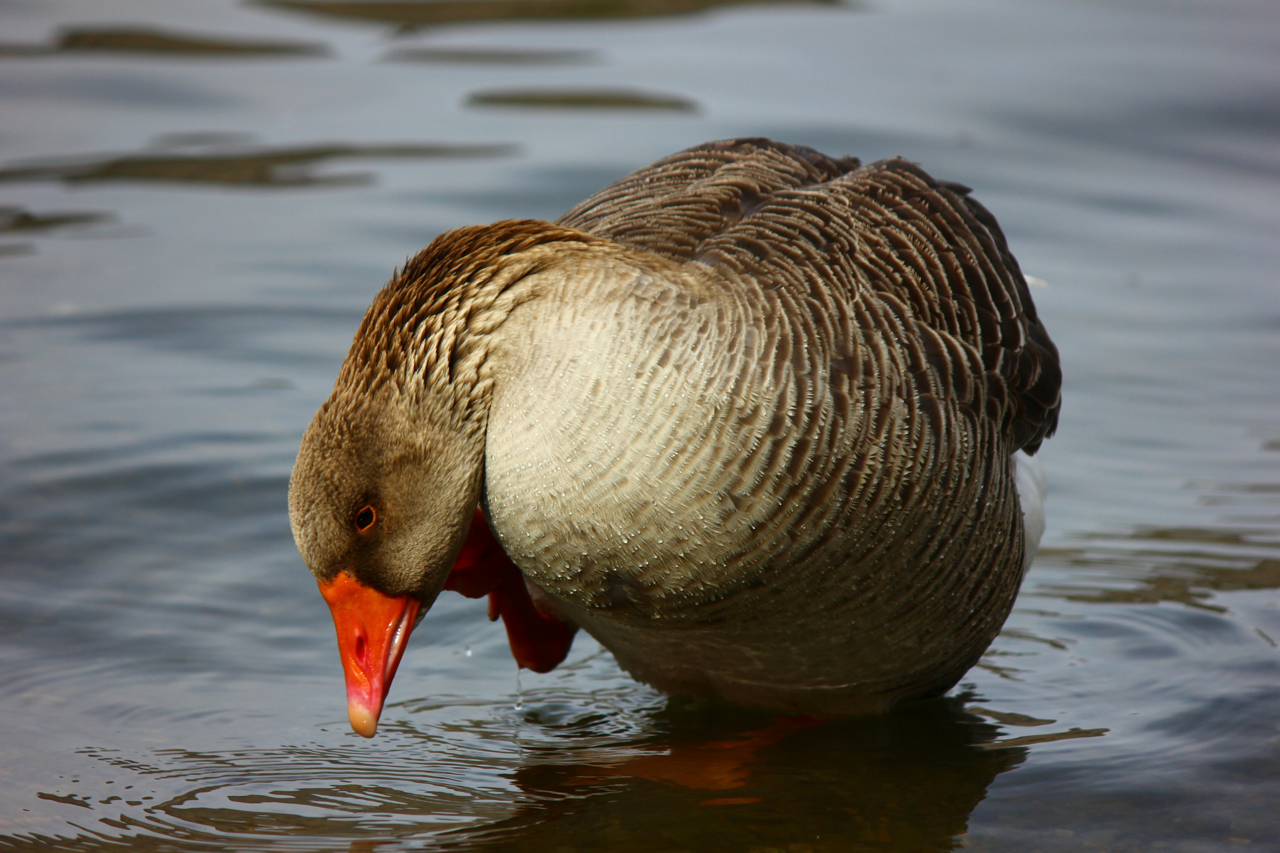 Photo by cengizozarpat