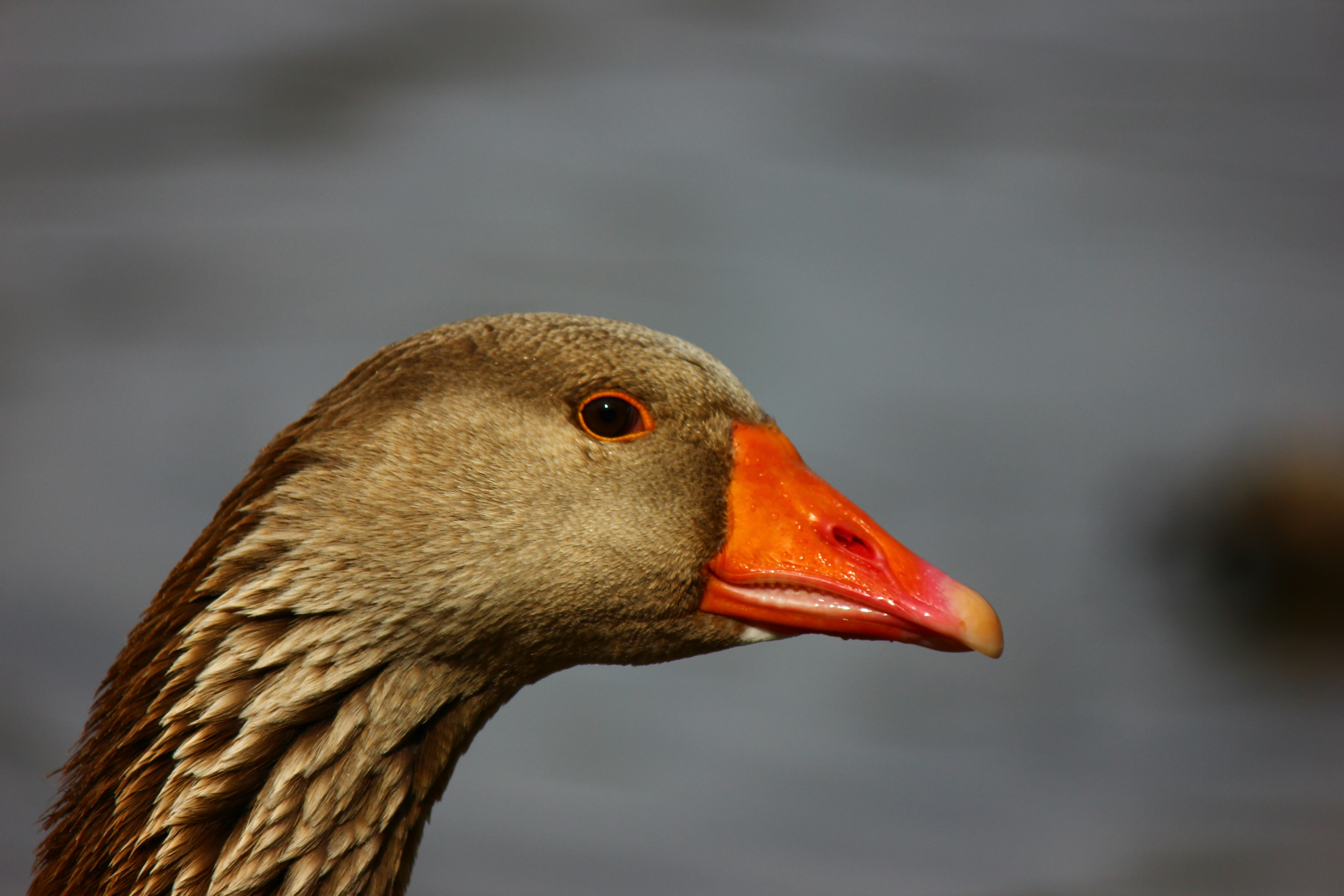 Photo by cengizozarpat