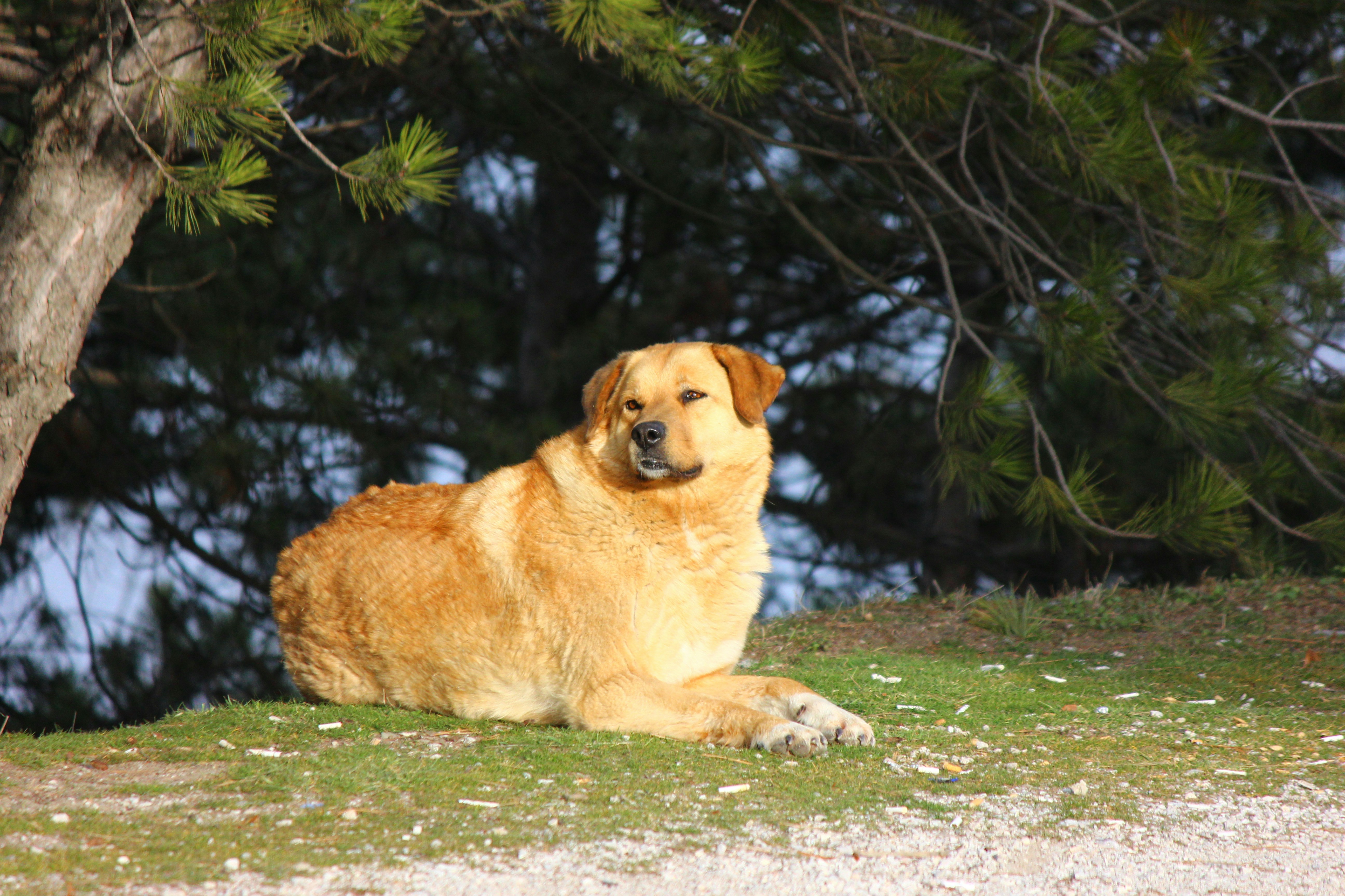 Photo by cengizozarpat