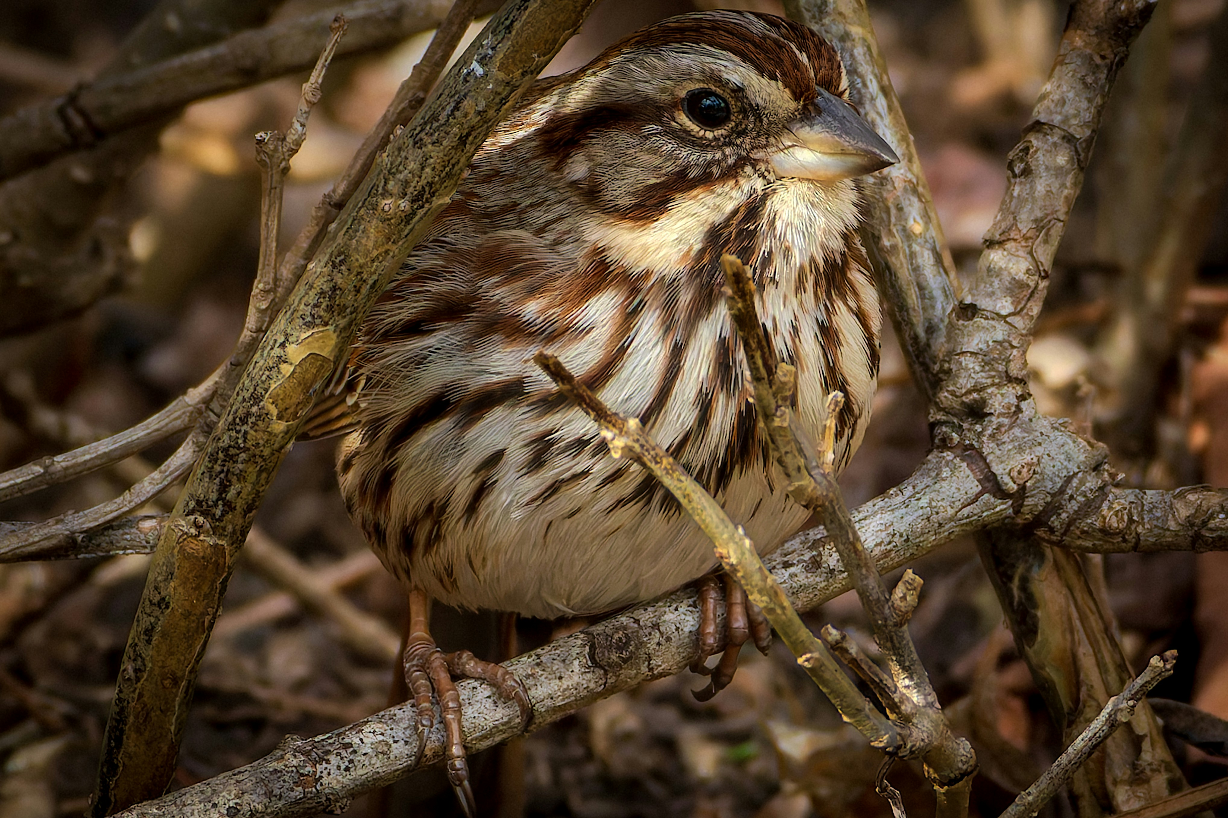 Photo by peterbbryan