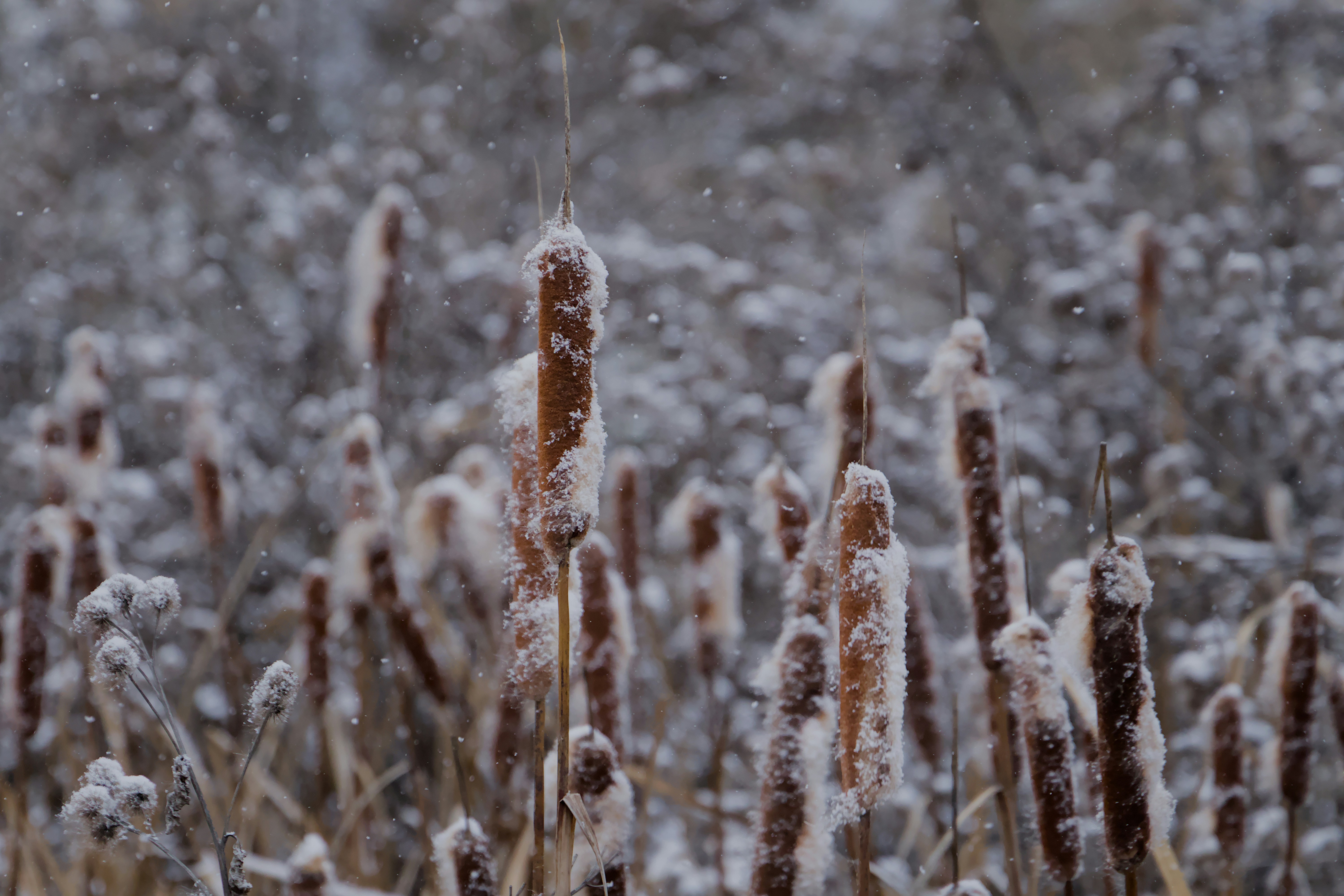 Photo by carbonmonoxide