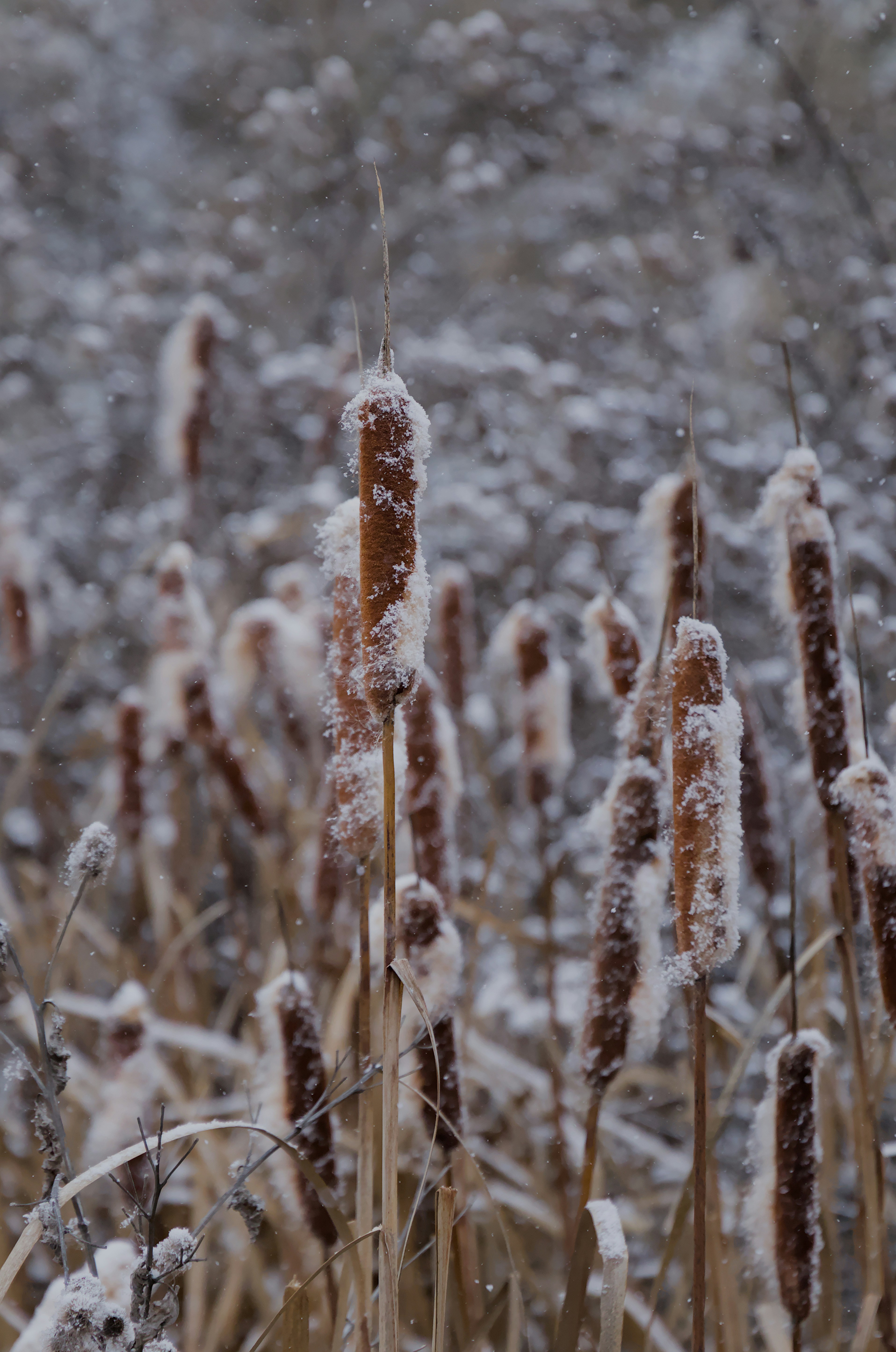 Photo by carbonmonoxide