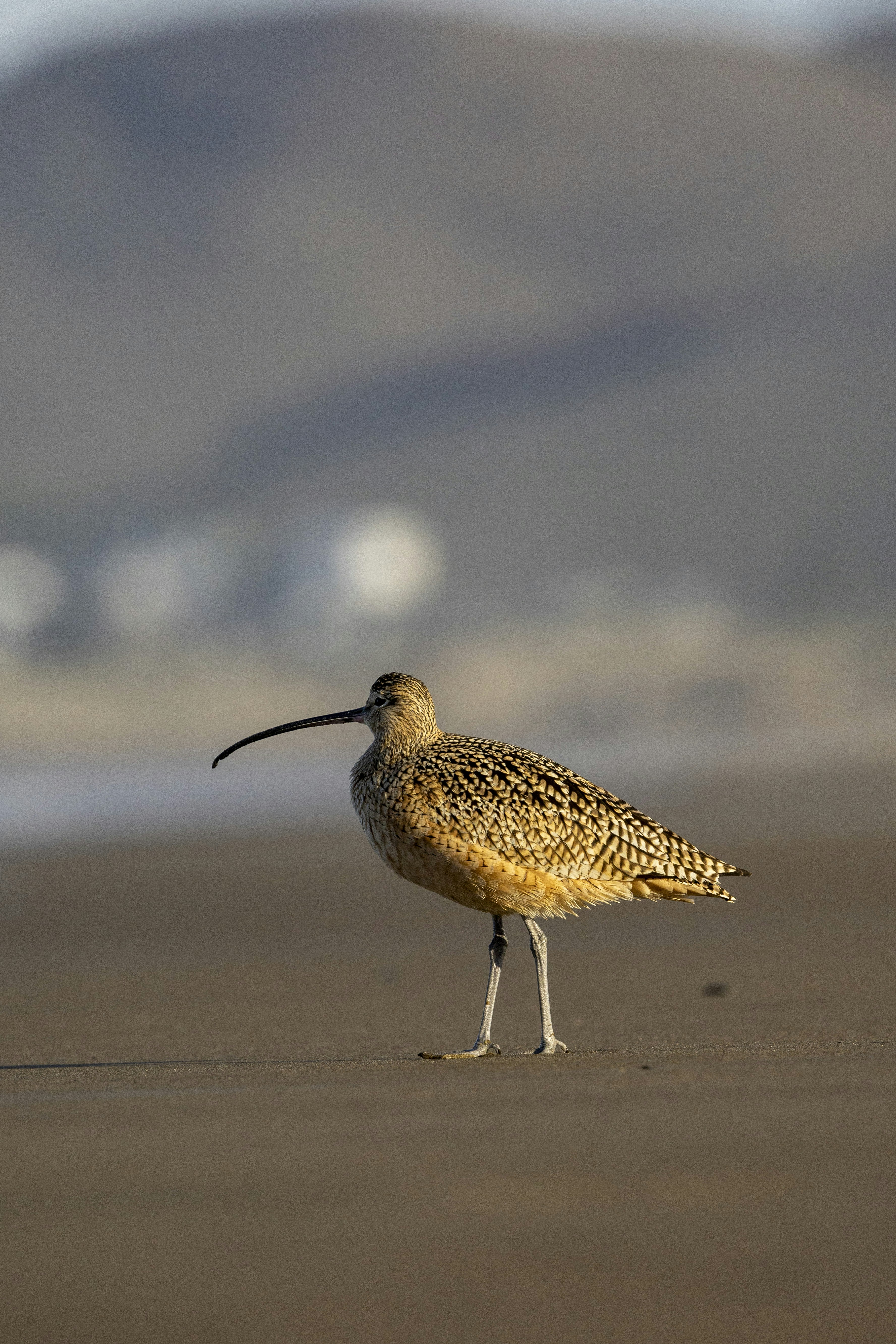 Photo by leo_visions_