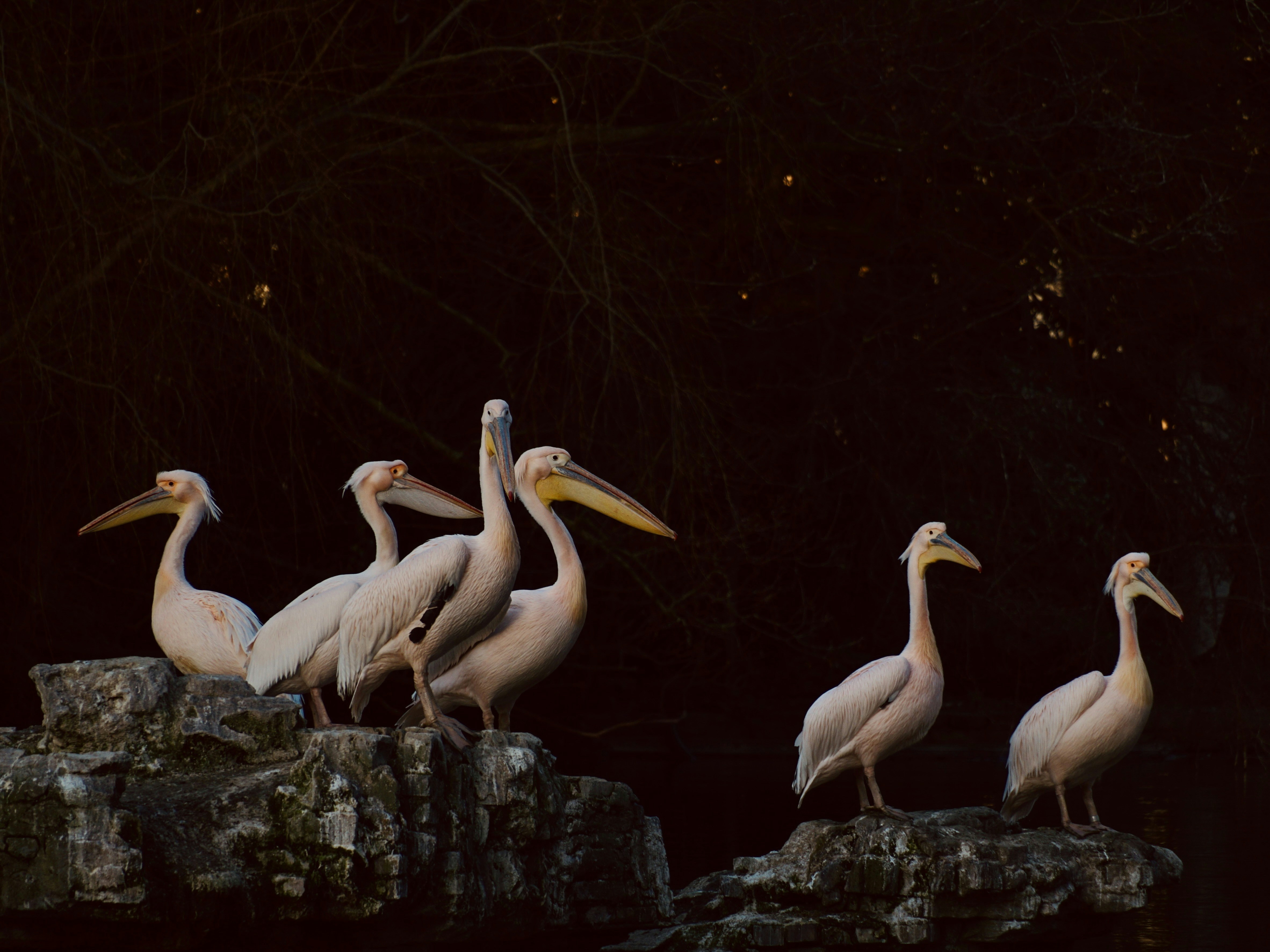 A group of pelicans are standing on a rock