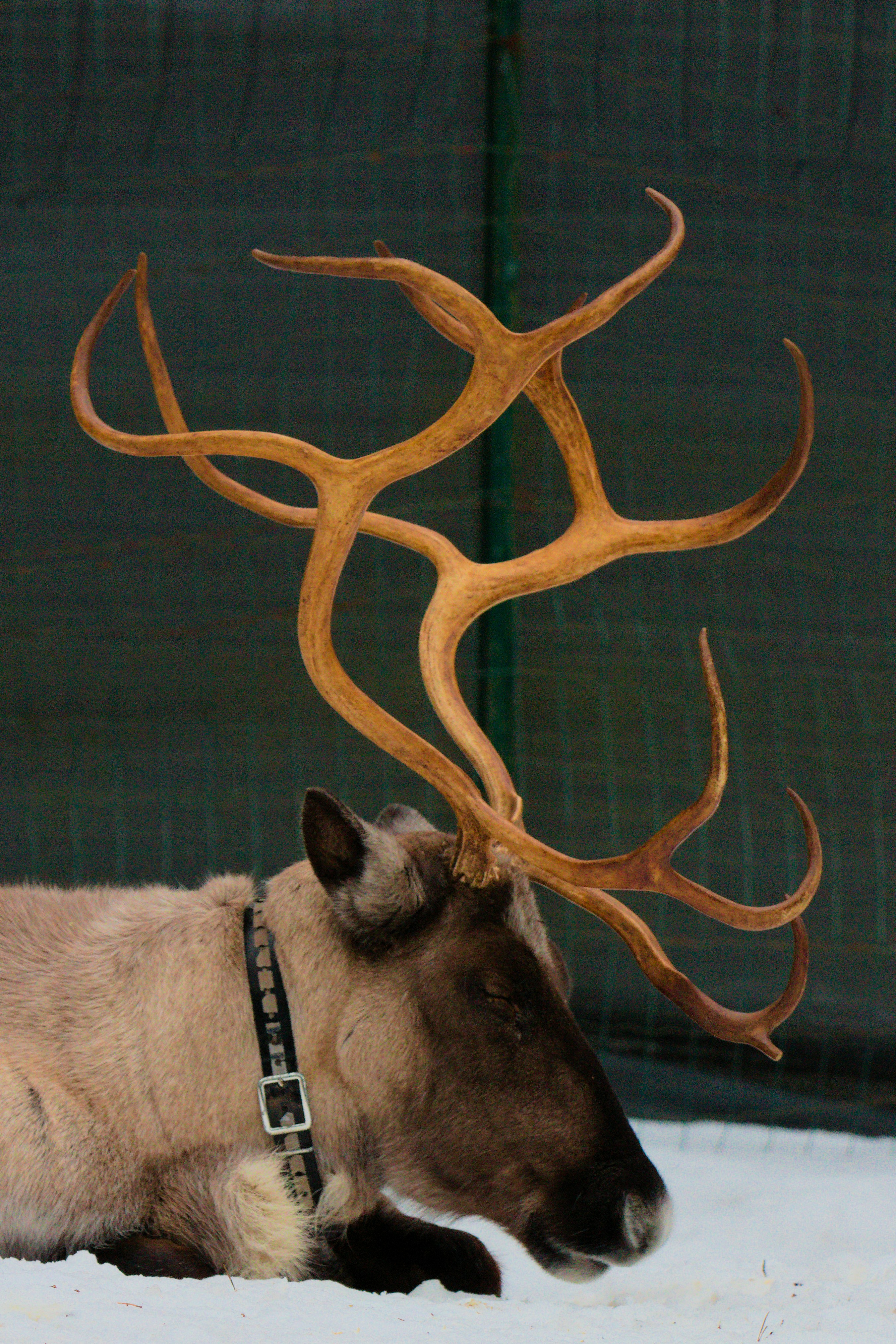 A reindeer laying in the snow next to a fence