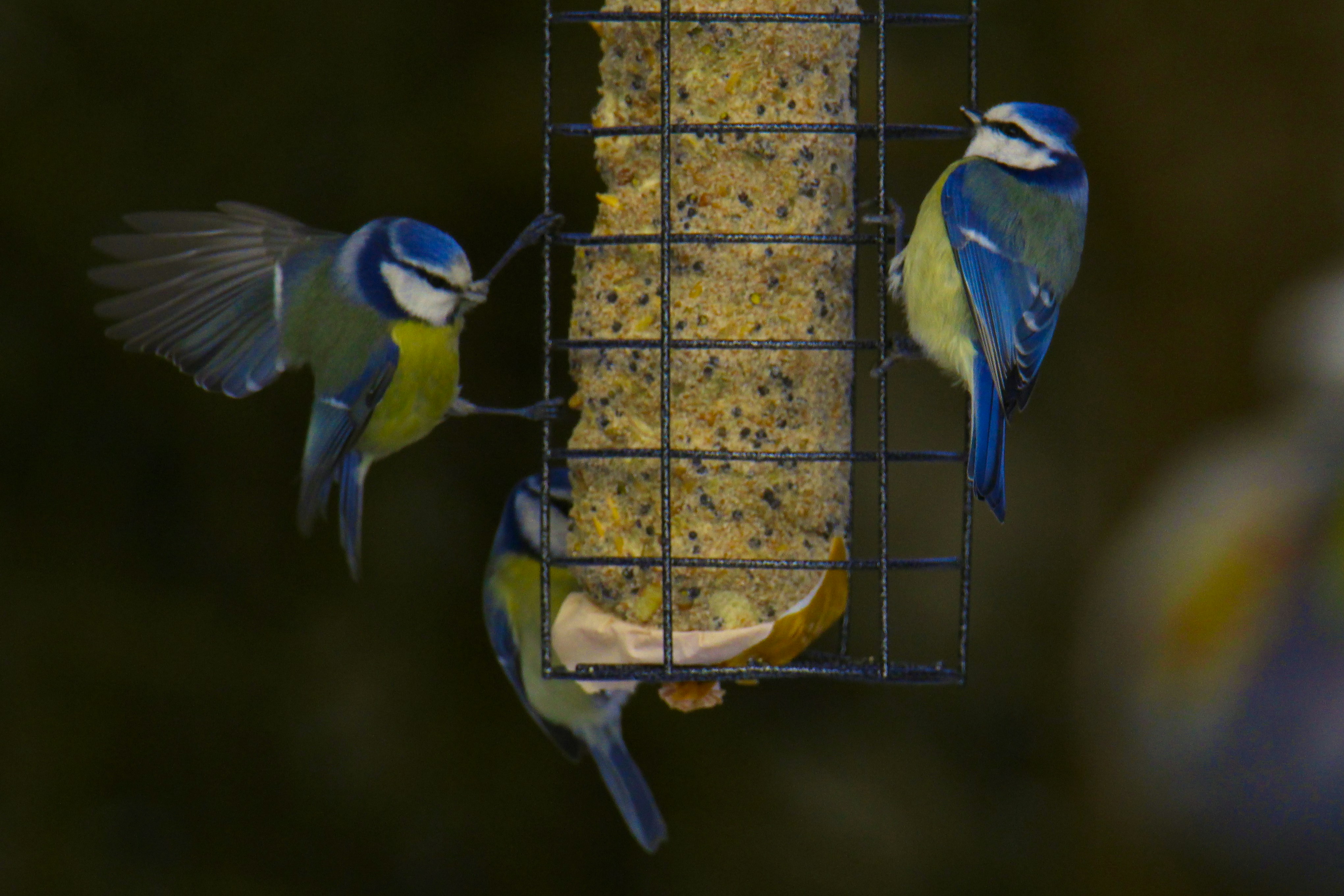 A bird feeder with two birds eating from it
